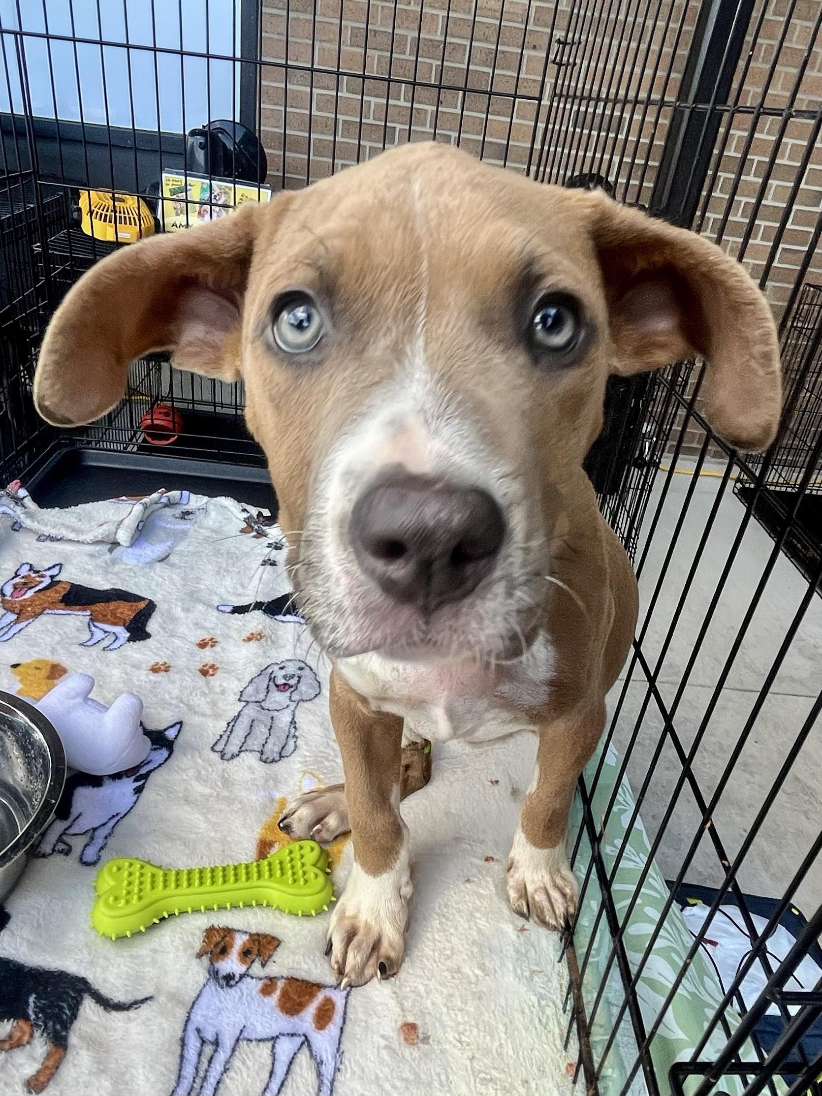 Enlarge Scooby - Needs a Foster/Forever home, a Adopted Terrier in Birmingham, MI image 5/6