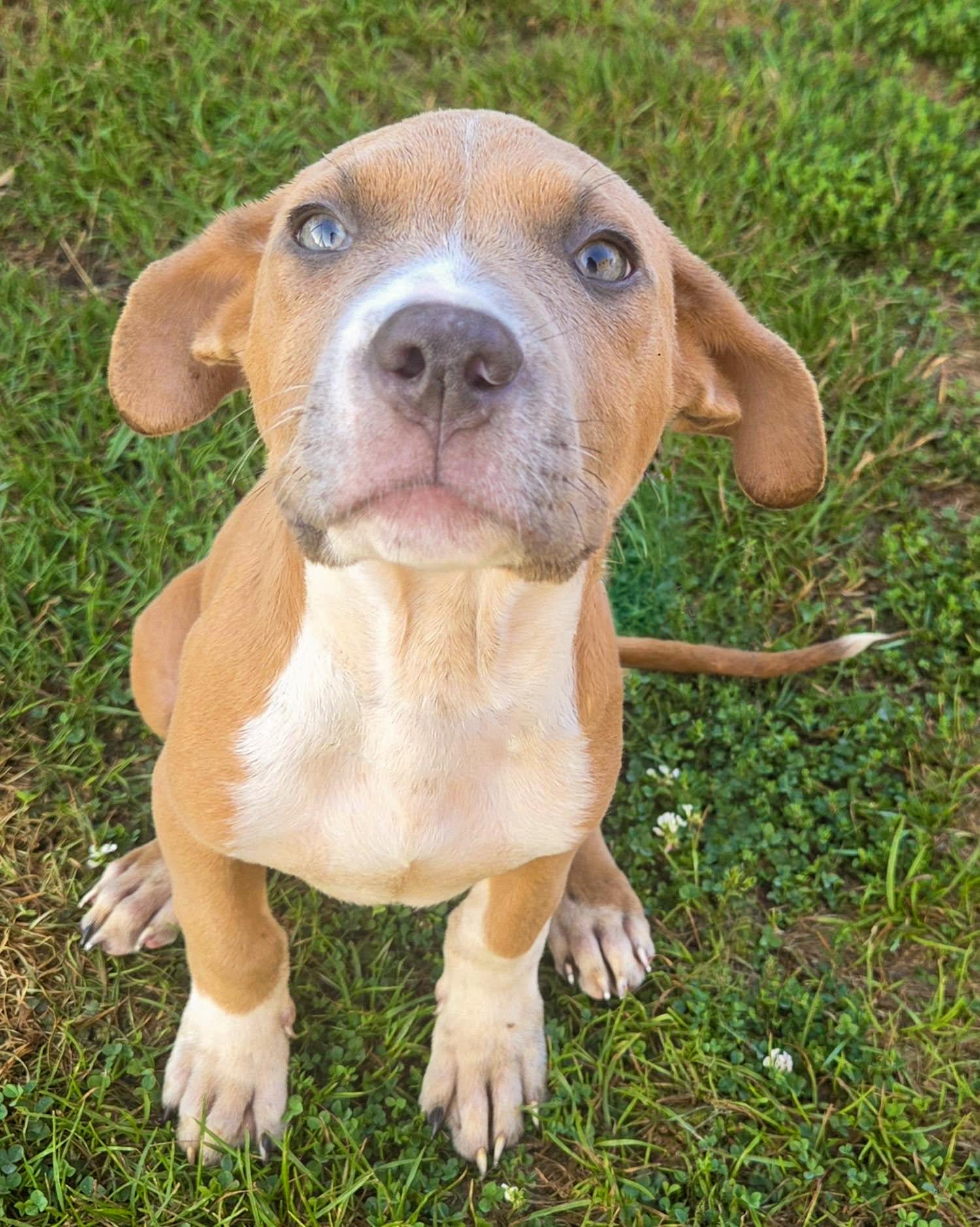Enlarge Scooby - Needs a Foster/Forever home, a Adopted Terrier in Birmingham, MI image 2/6