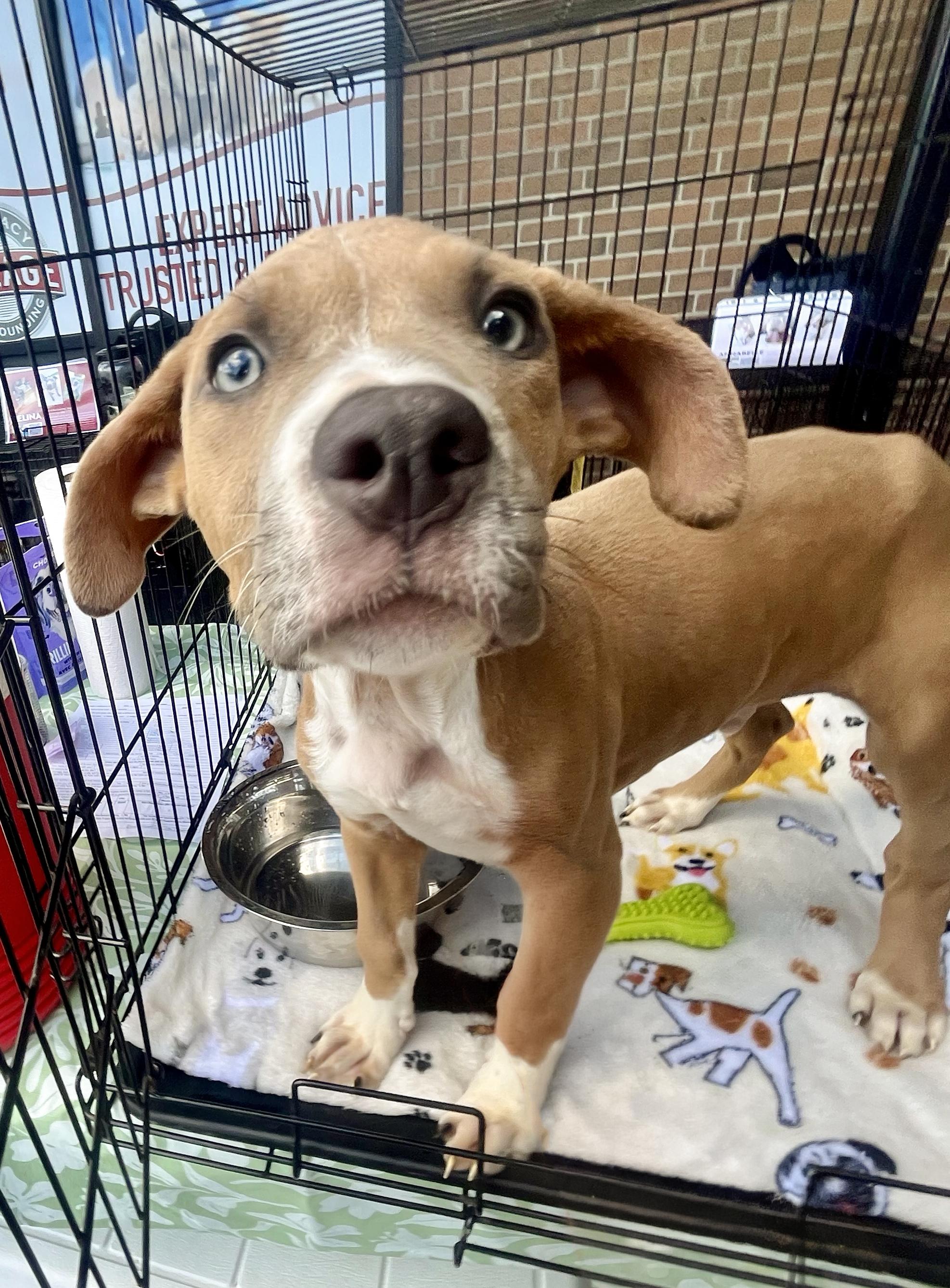 Enlarge Scooby - Needs a Foster/Forever home, a Adopted Terrier in Birmingham, MI image 6/6