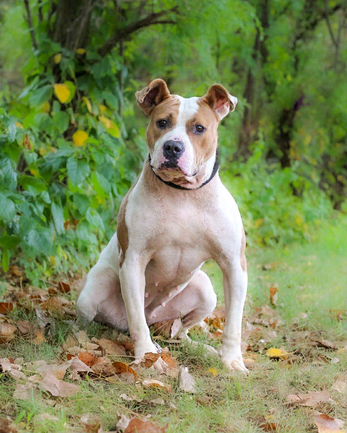 Enlarge SHANIA TWAIN, a Adoptable mixed breed in Bridgeport, CT image 1/1