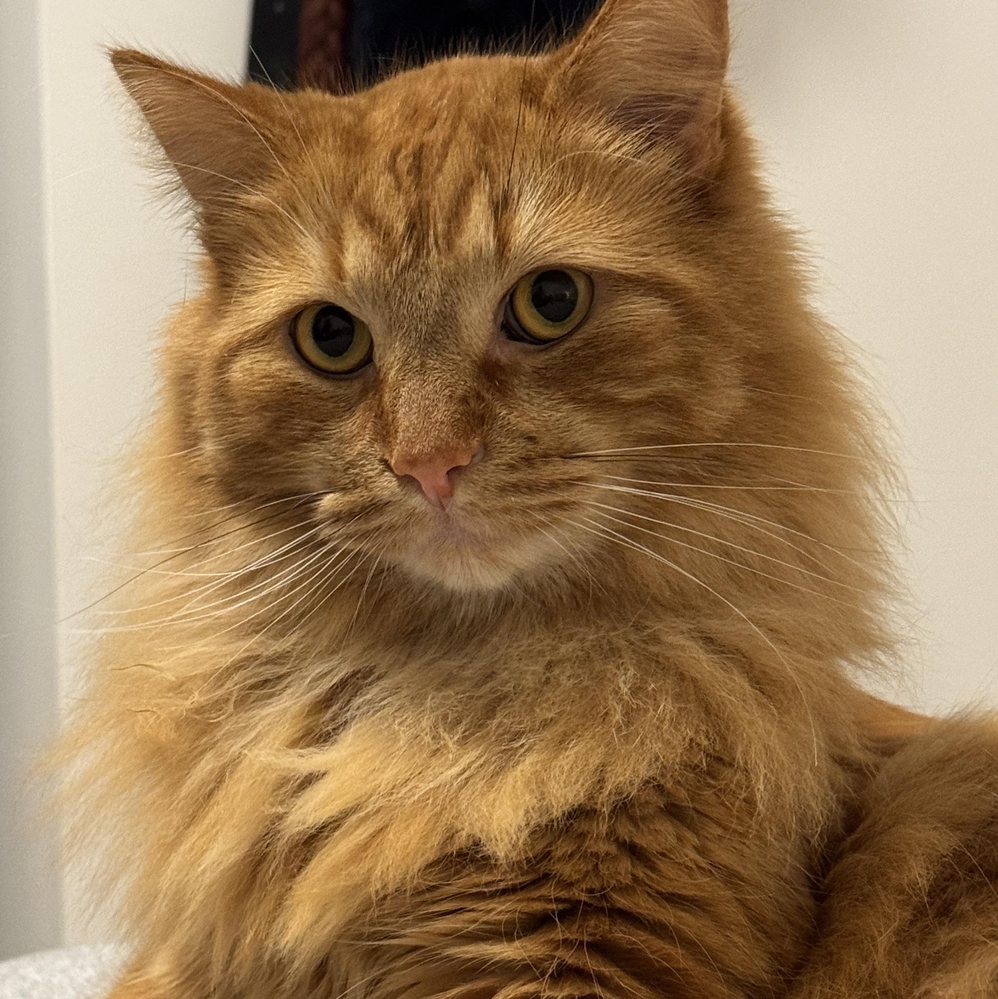 Enlarge Benji, an adoptable Domestic Long Hair in Stanstead, QC image 1/3