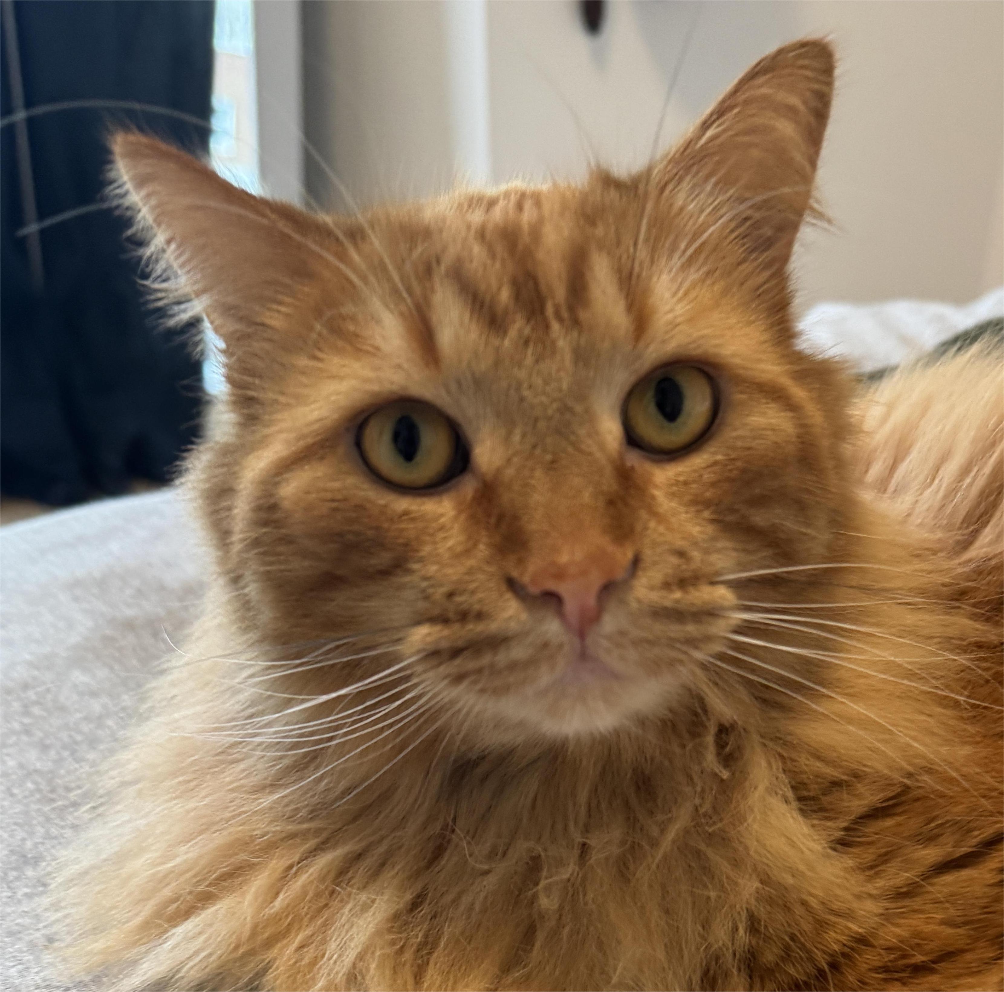 Enlarge Benji, an adoptable Domestic Long Hair in Stanstead, QC image 2/3