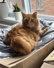 Enlarge Benji, an adoptable Domestic Long Hair in Stanstead, QC image 3/3