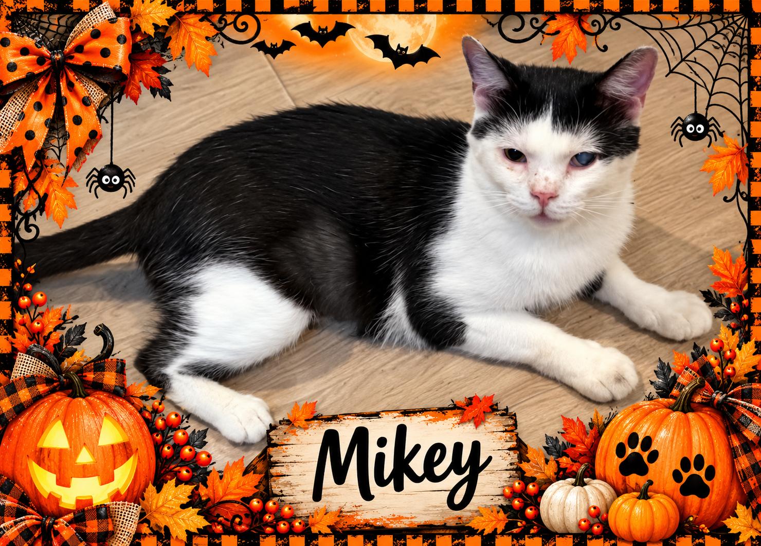 Enlarge Mikey-1 yr old Great Companion, a Adoptable mixed breed in Taylor Mill, KY image 1/1