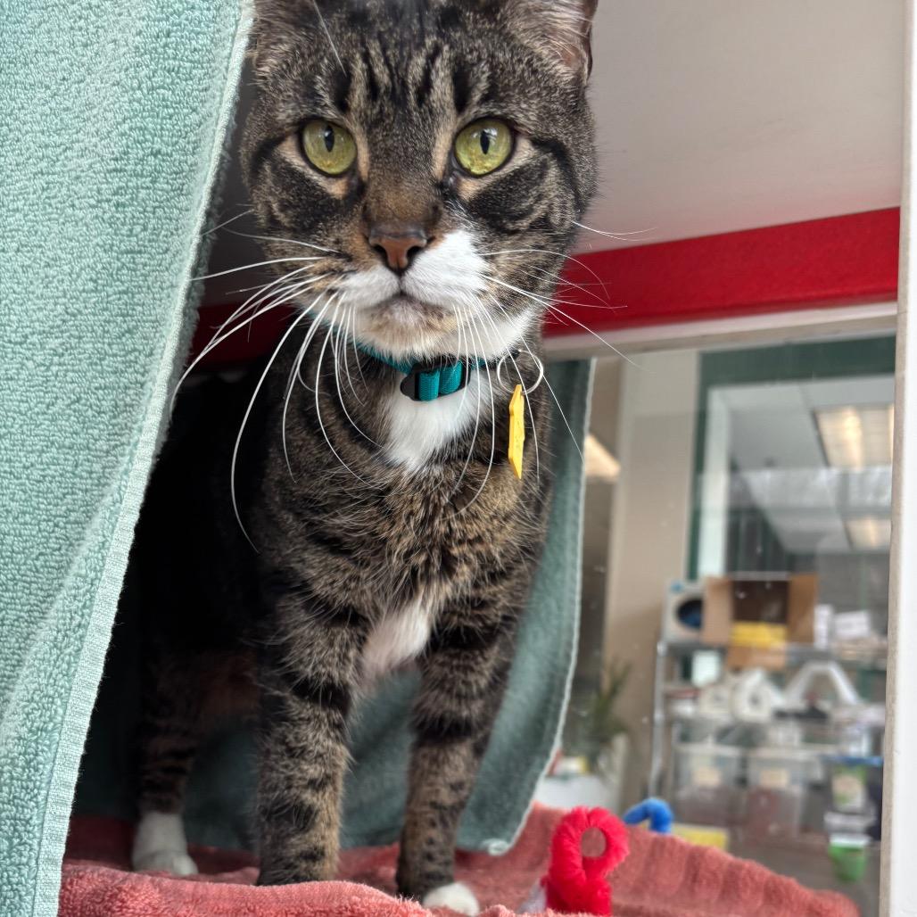 Spice-$99, a Adoptable Domestic Short Hair in Springfield, MA image 1/3