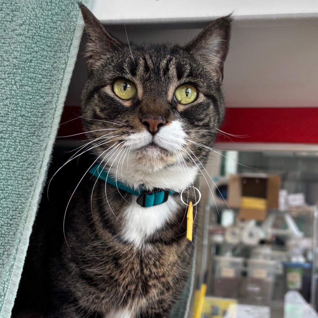 Spice-$99, a Adoptable Domestic Short Hair in Springfield, MA image 2/3