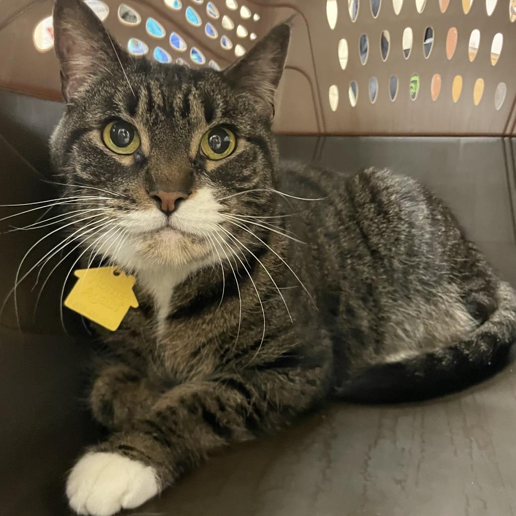 Spice-$99, a Adoptable Domestic Short Hair in Springfield, MA image 3/3