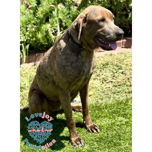 Enlarge Hazel COH, a Adopted mixed breed in Inglewood, CA image 2/2