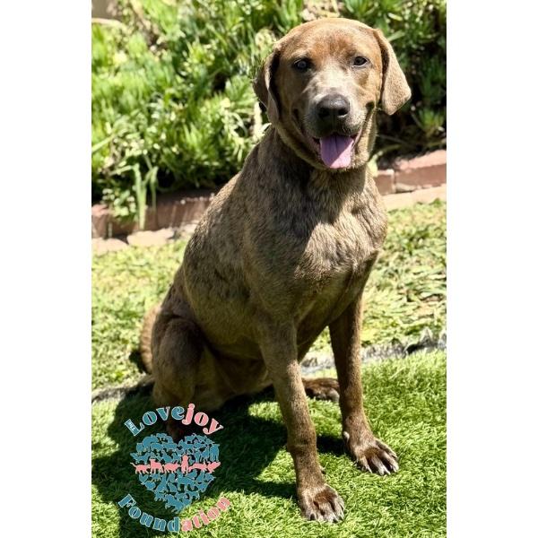 Hazel COH, Adopted, Young Female Weimaraner.