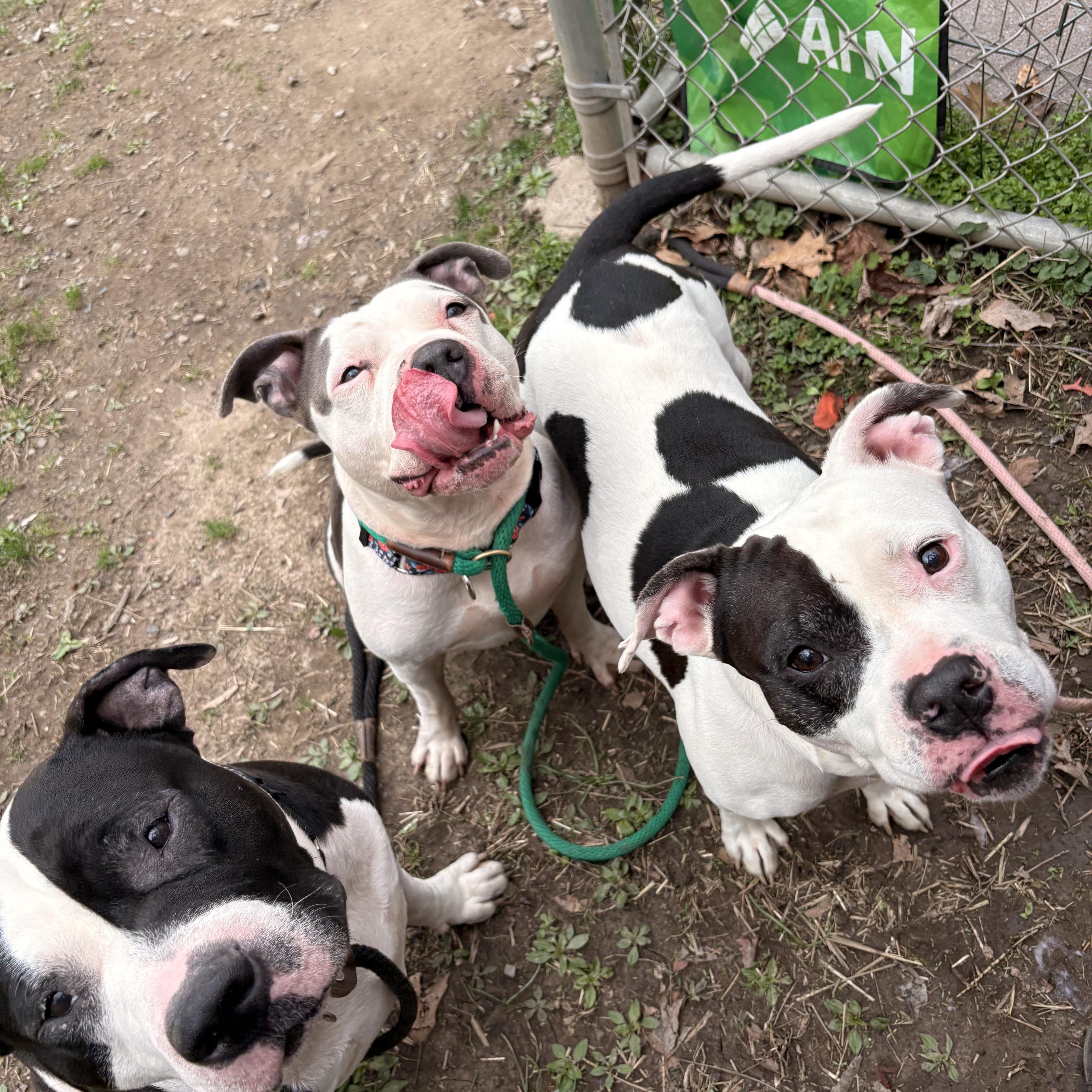 Enlarge Abaddon , a ADOPTABLE mixed breed in White Oak, PA image 6/6