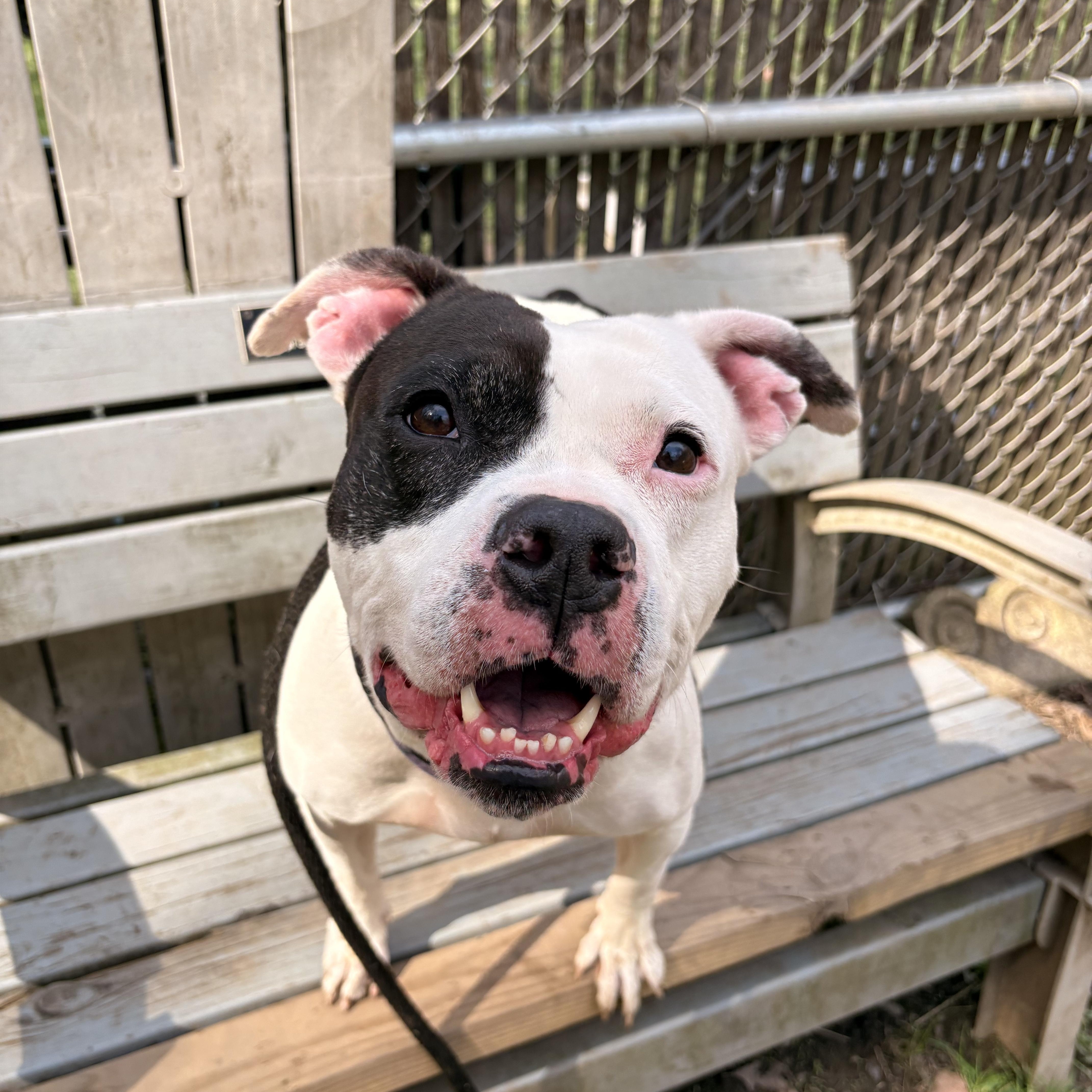Abaddon , ADOPTABLE, Adult Female Pit Bull Terrier.