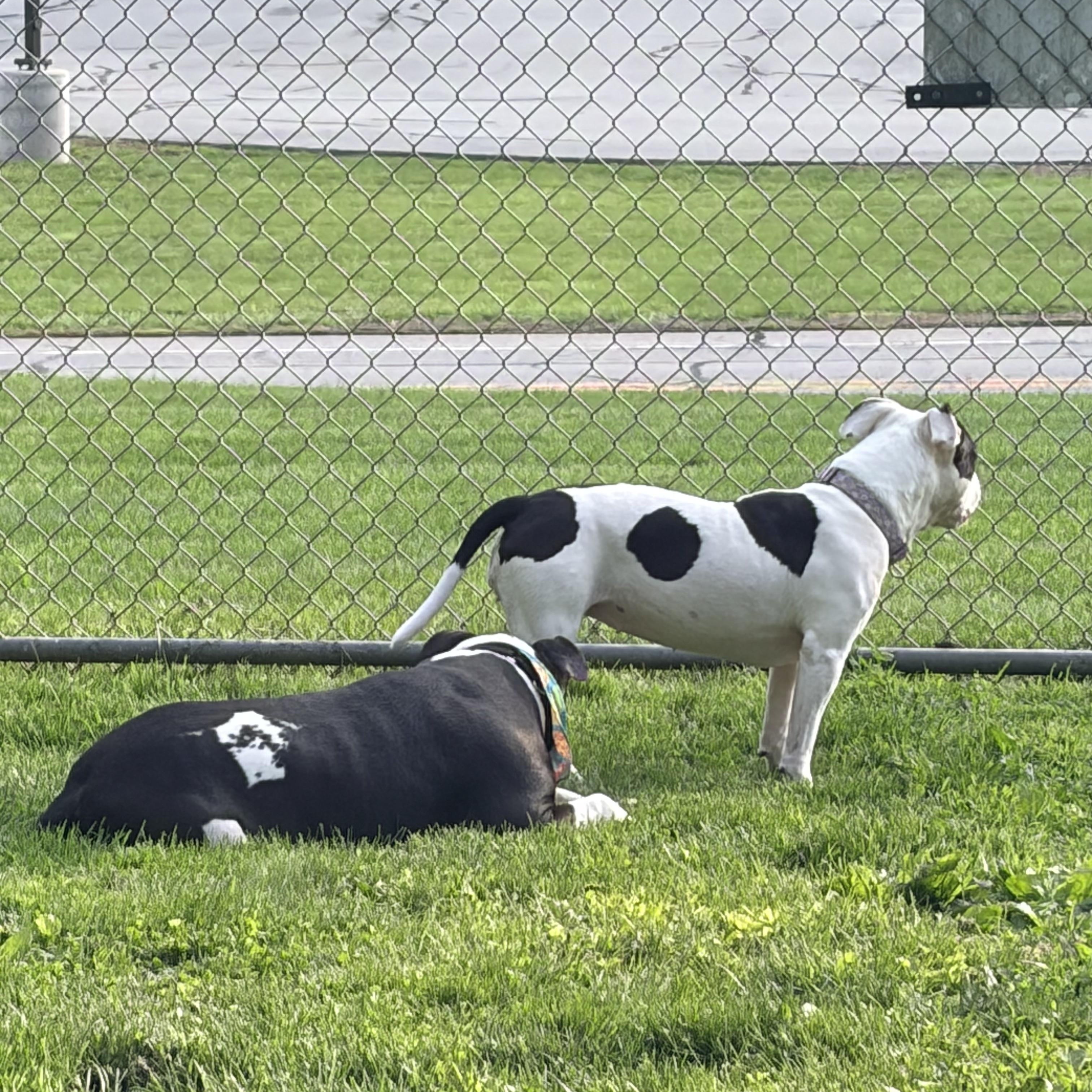 Abaddon , a ADOPTABLE mixed breed in White Oak, PA image 5/5