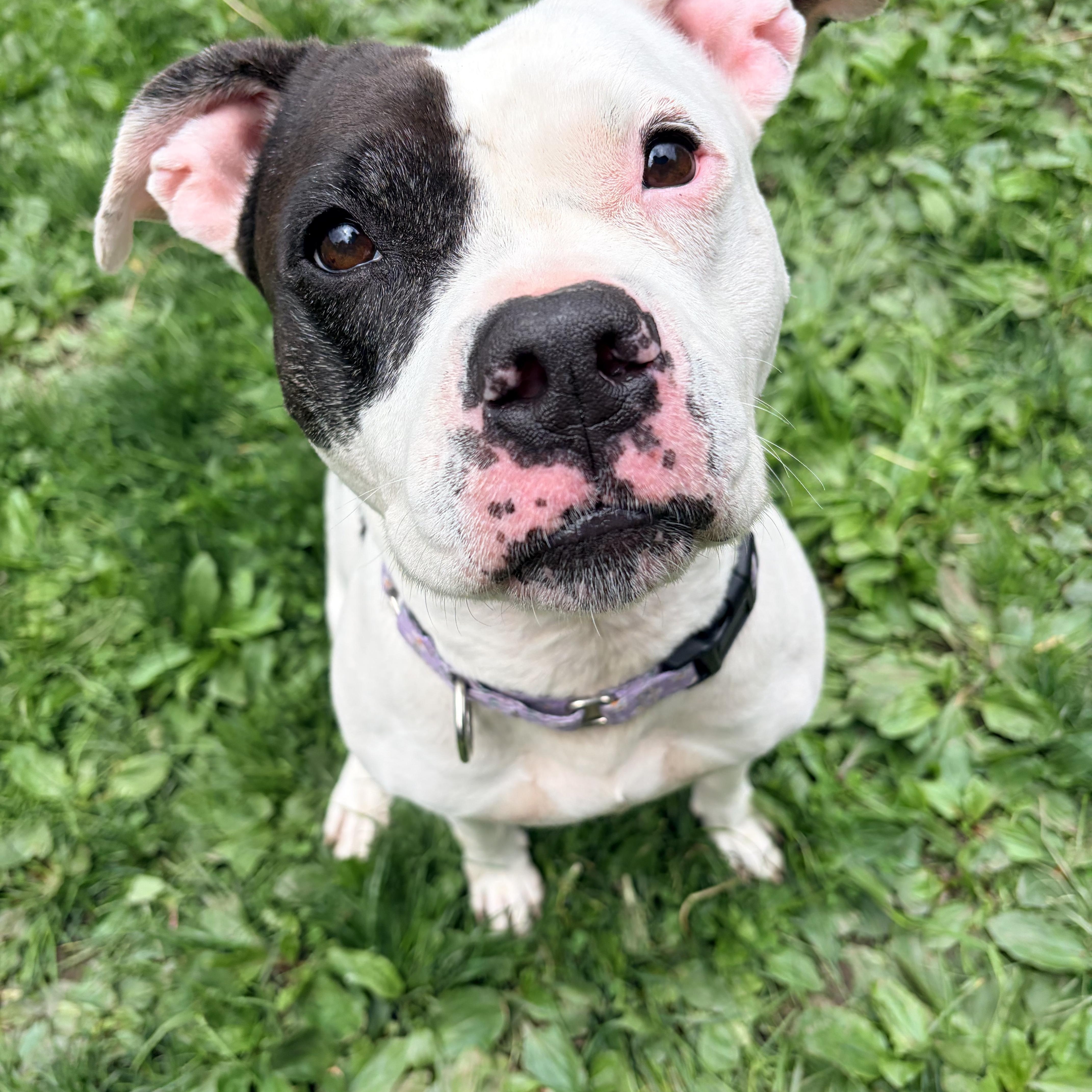 Abaddon , a ADOPTABLE mixed breed in White Oak, PA image 1/5