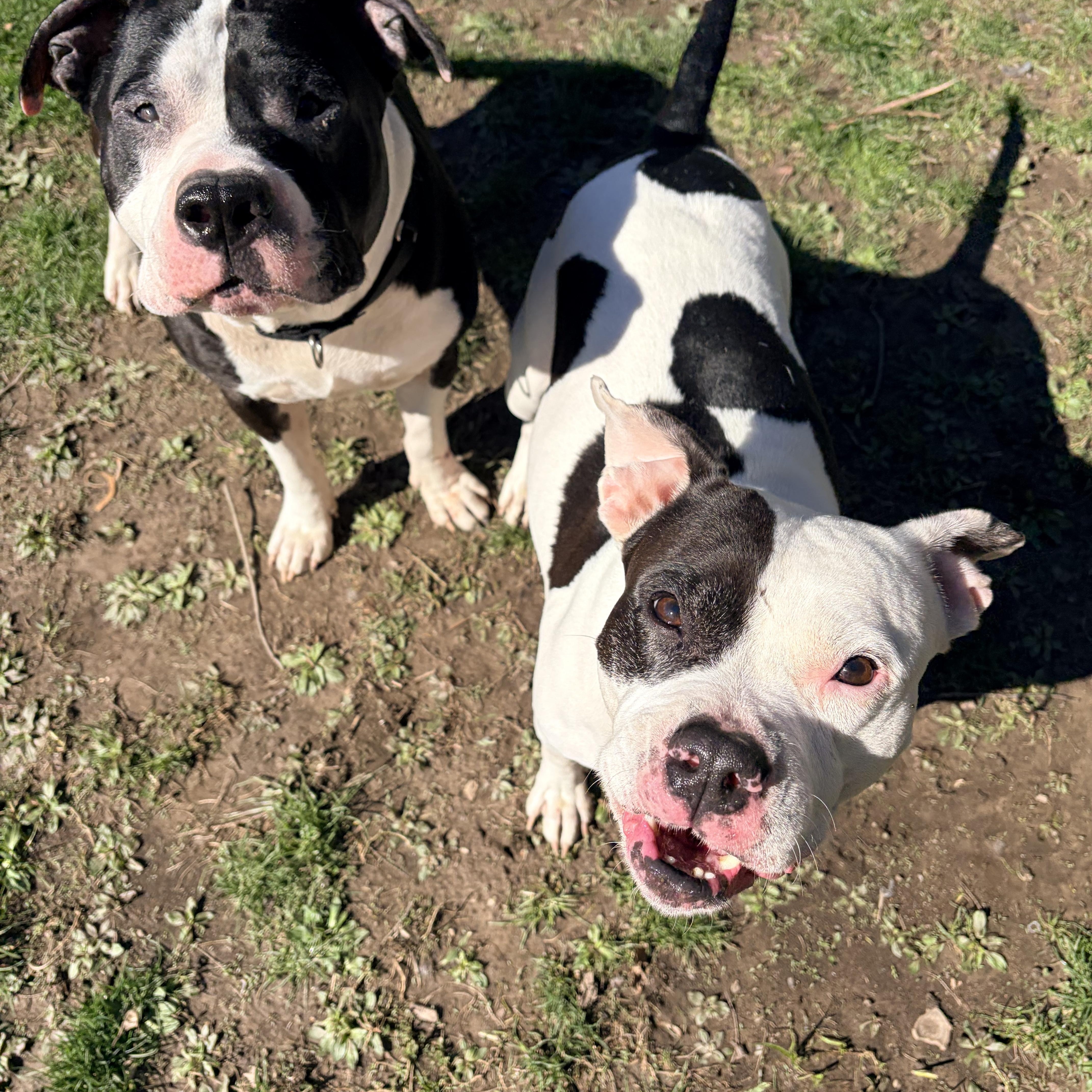 Enlarge Abaddon , a ADOPTABLE mixed breed in White Oak, PA image 4/6