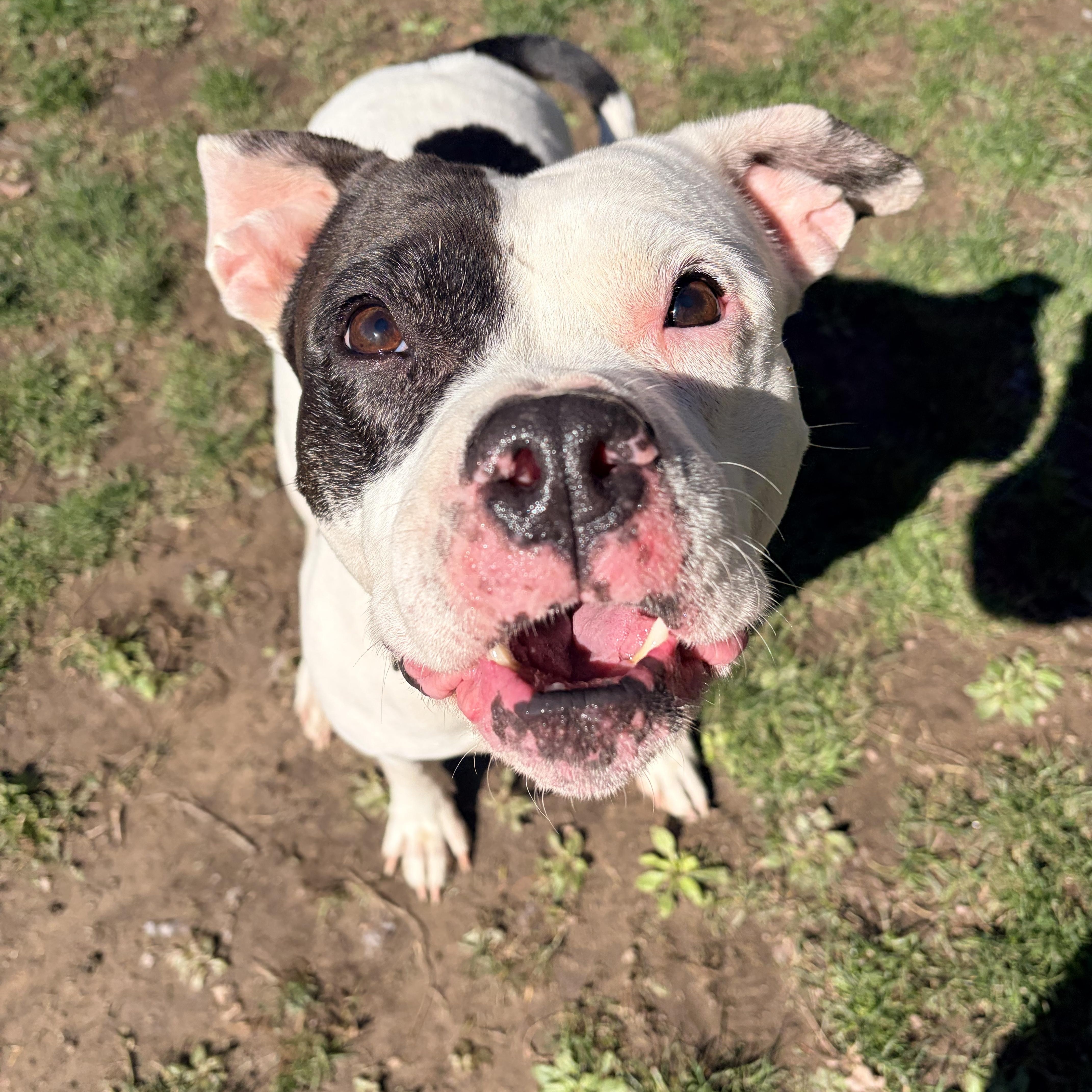 Abaddon , ADOPTABLE, Adult Female Pit Bull Terrier.