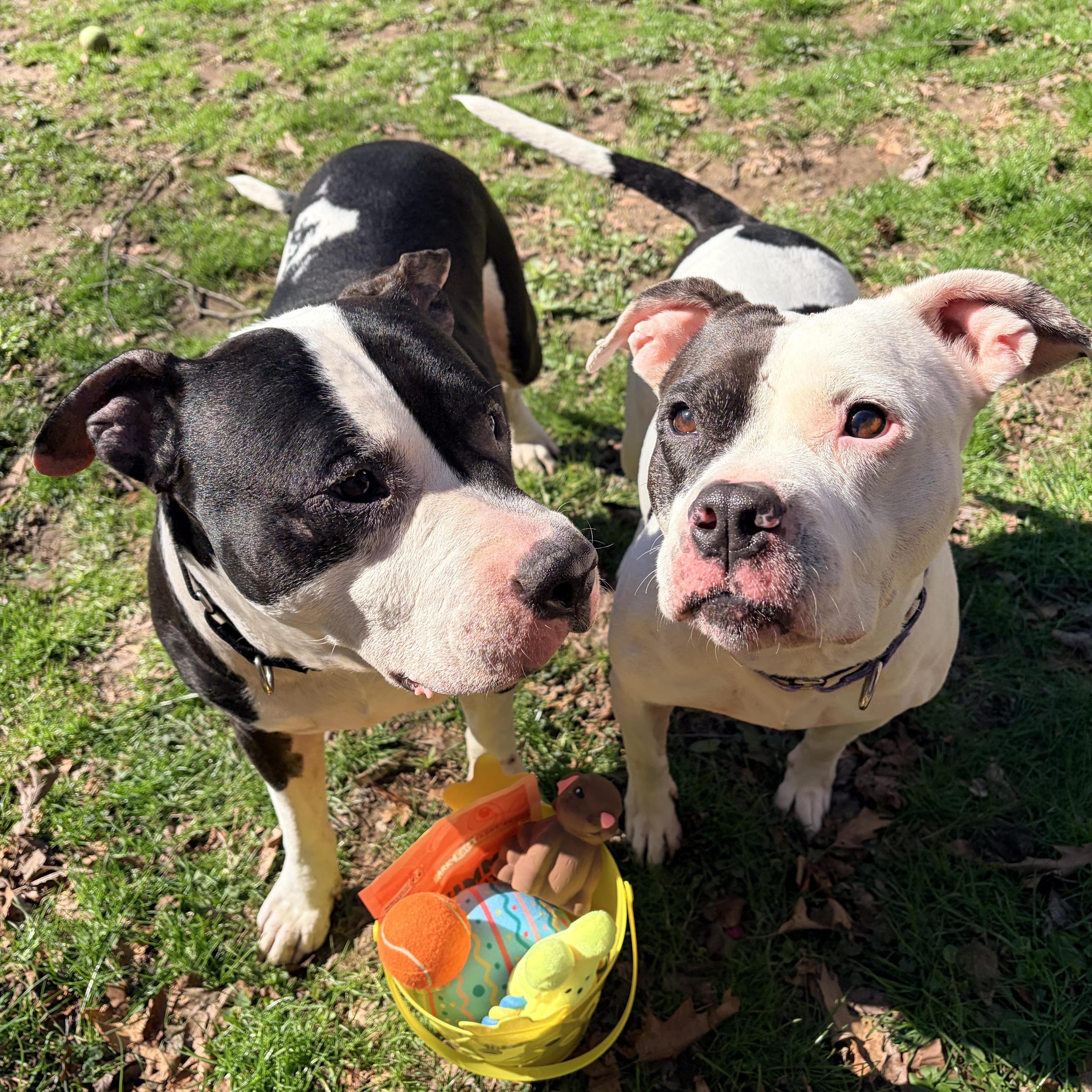 Enlarge Abaddon , a ADOPTABLE mixed breed in White Oak, PA image 3/6