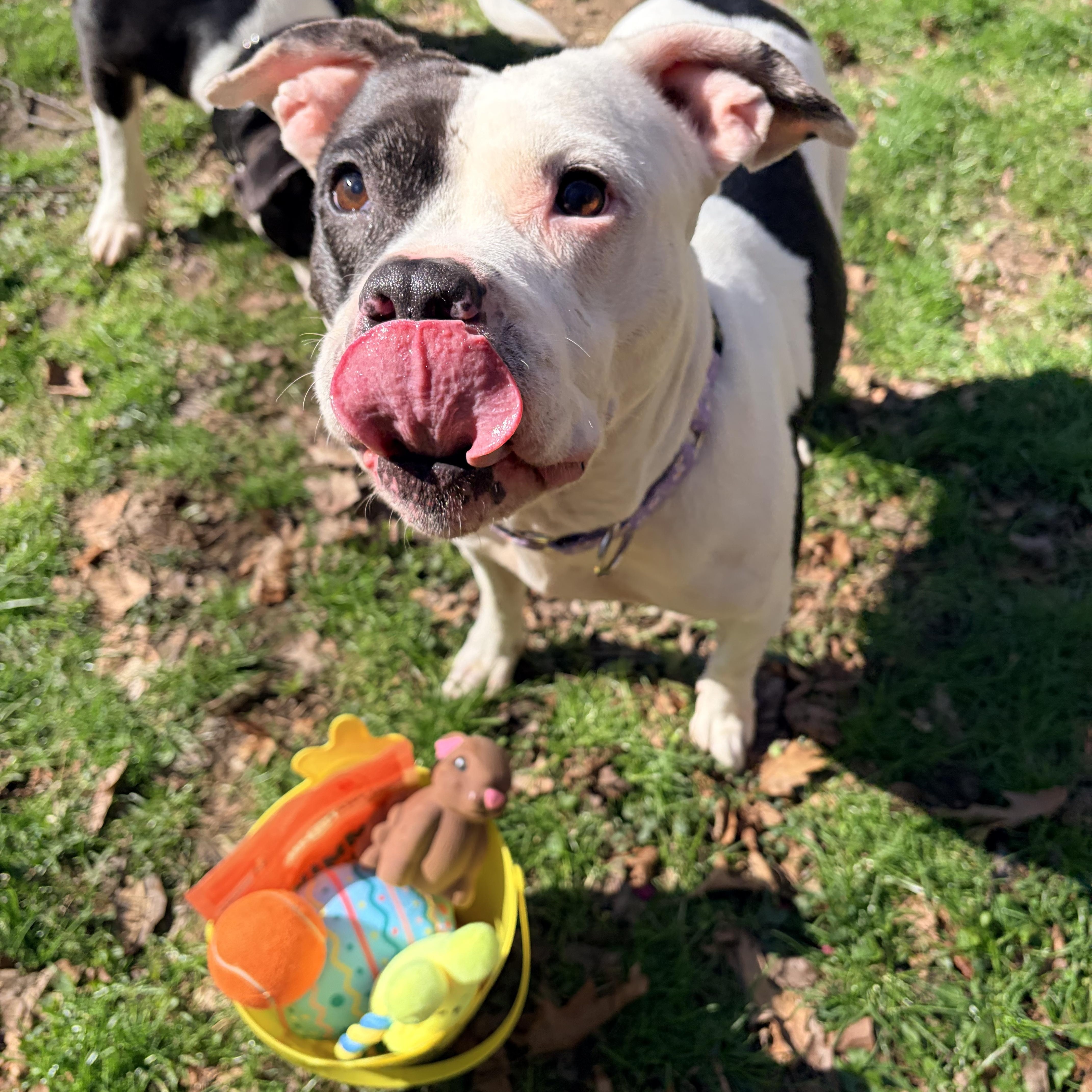 Enlarge Abaddon , a ADOPTABLE mixed breed in White Oak, PA image 2/6