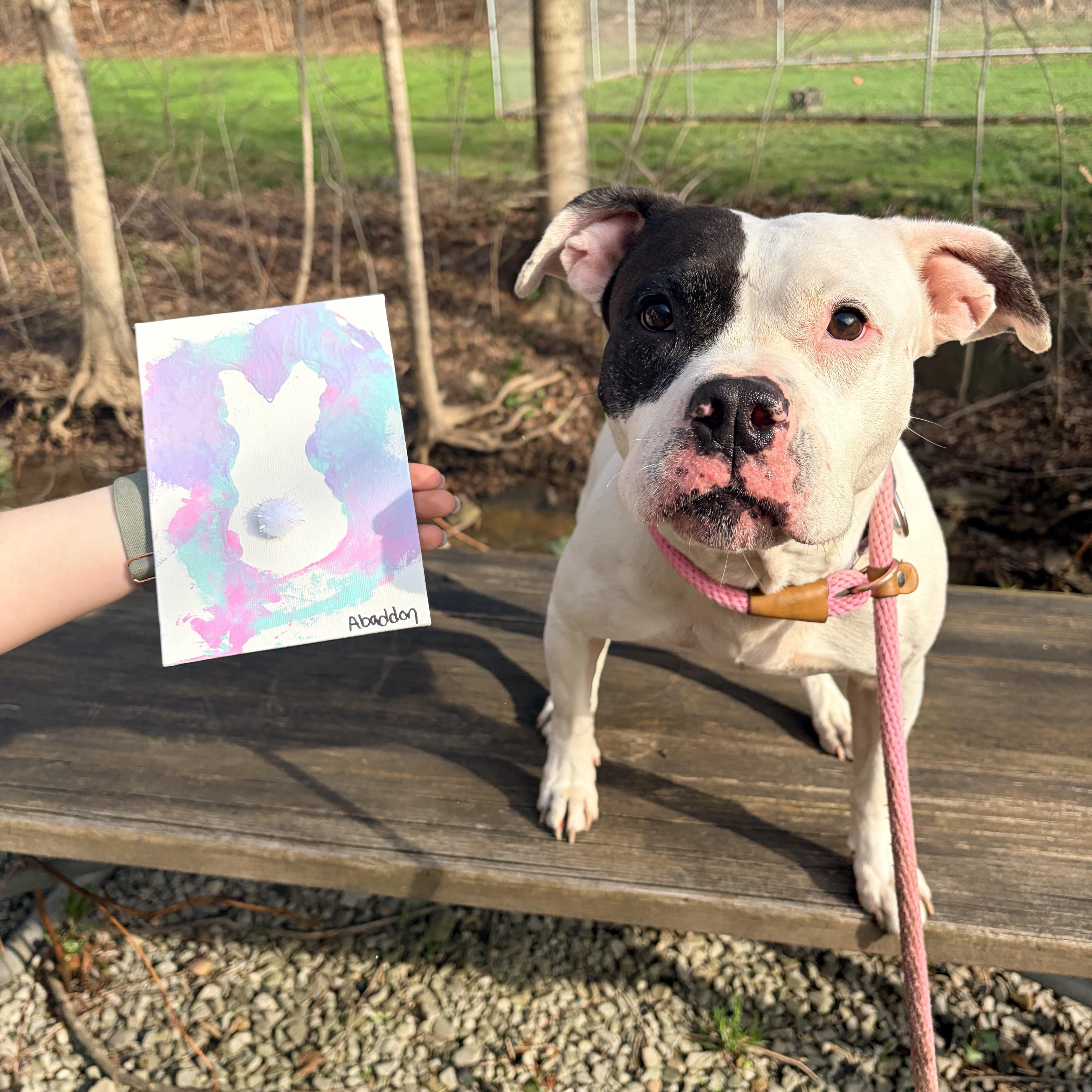 Enlarge Abaddon , a ADOPTABLE mixed breed in White Oak, PA image 5/6