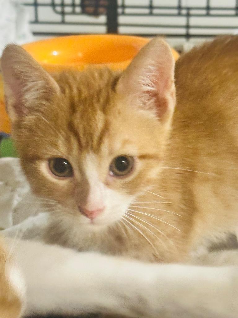 Enlarge Cheddar, a Adoptable mixed breed in New York, NY image 1/1