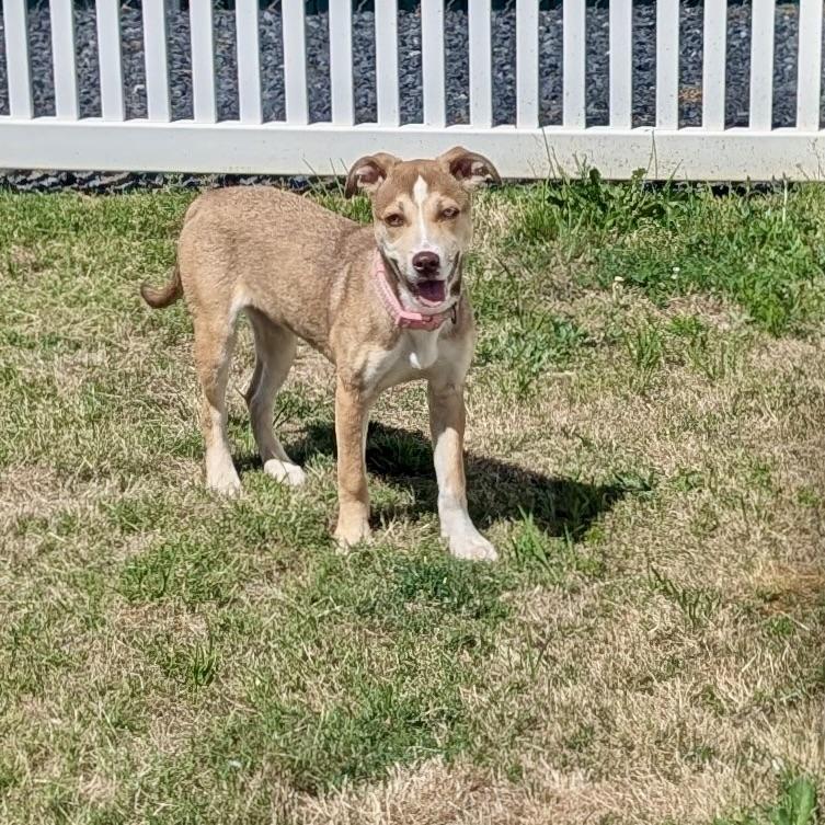 Monkey, a Adoptable mixed breed in Paramus, NJ image 6/6