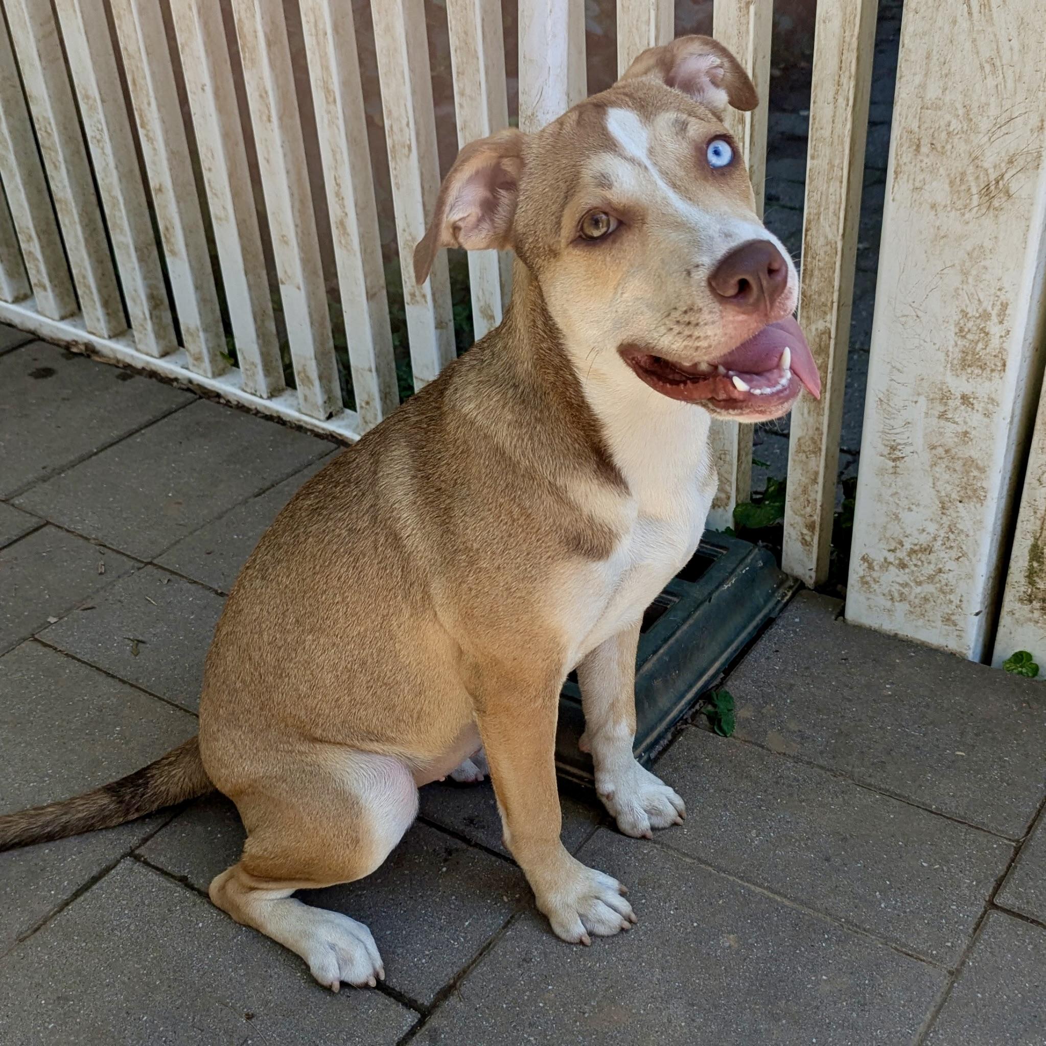 Monkey, a Adoptable mixed breed in Paramus, NJ image 1/6