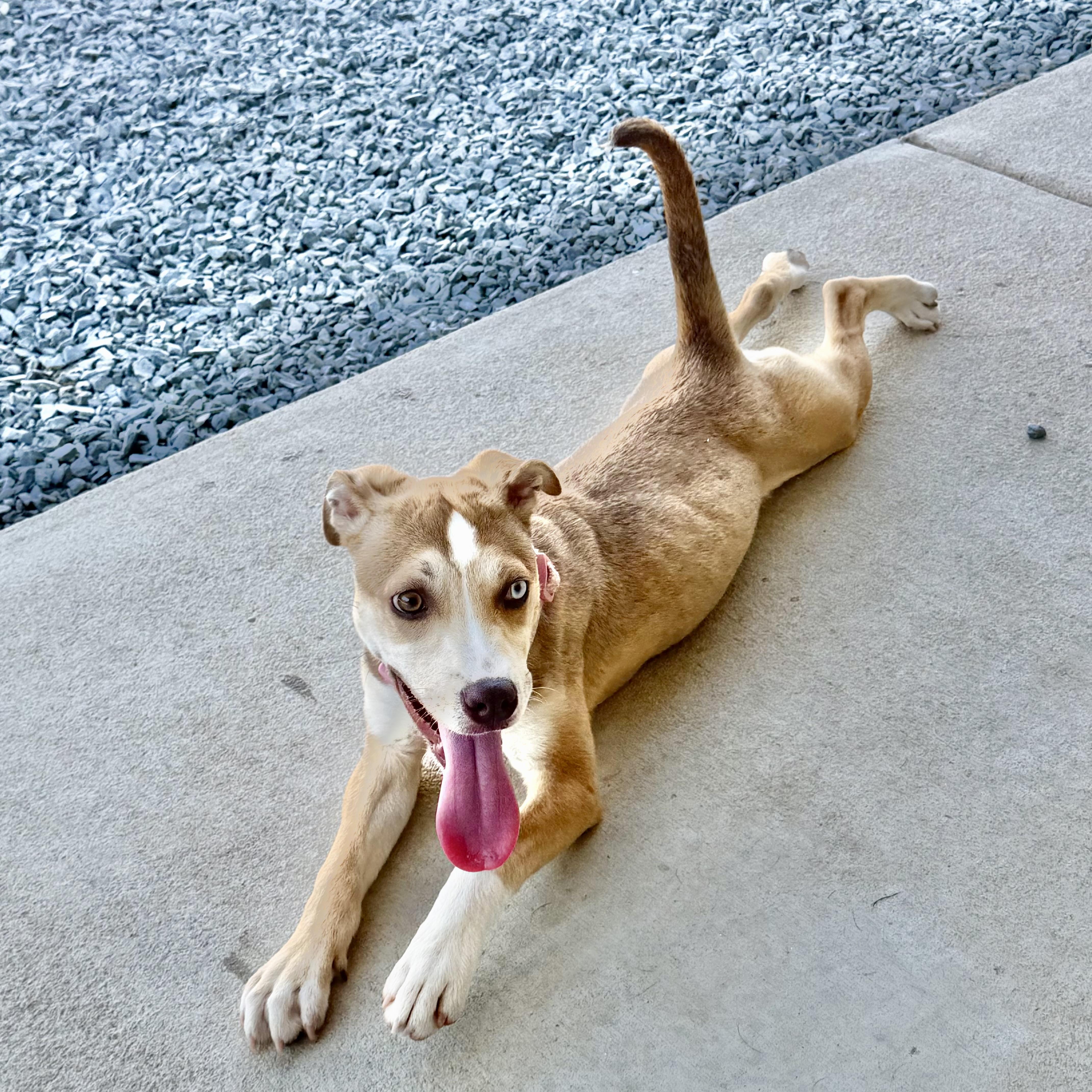 Monkey, a Adoptable mixed breed in Paramus, NJ image 3/6