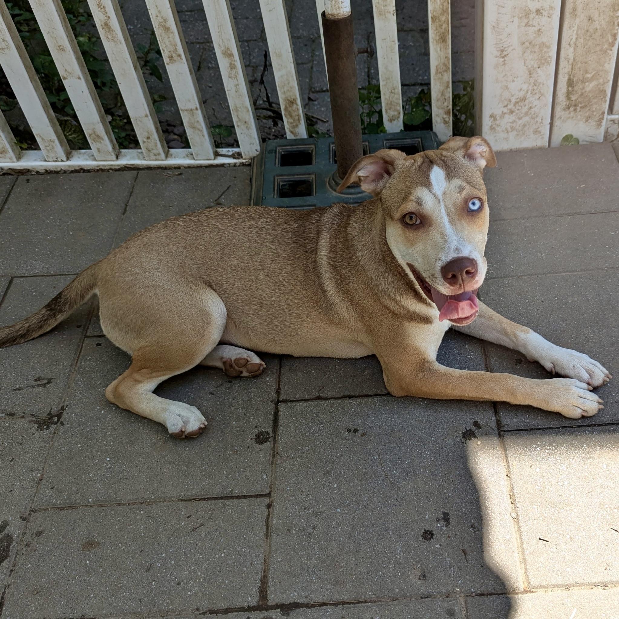 Monkey, Adoptable, Puppy Female Husky.