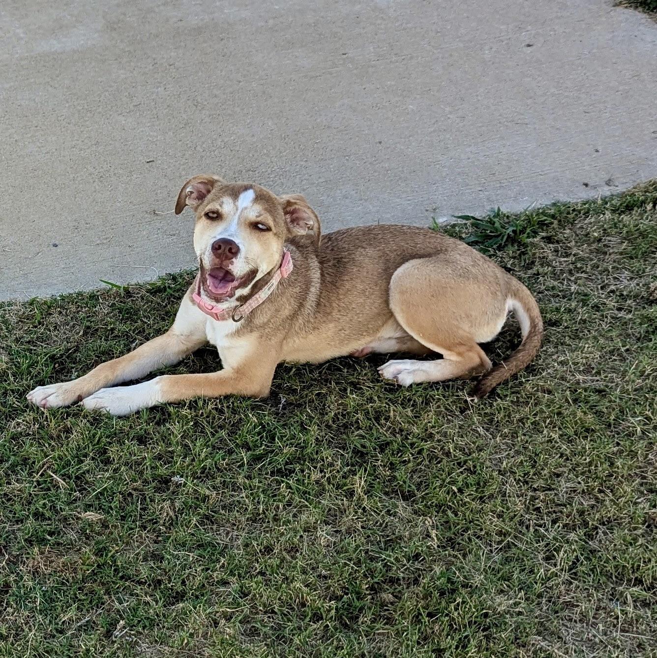 Monkey, a Adoptable mixed breed in Paramus, NJ image 4/6