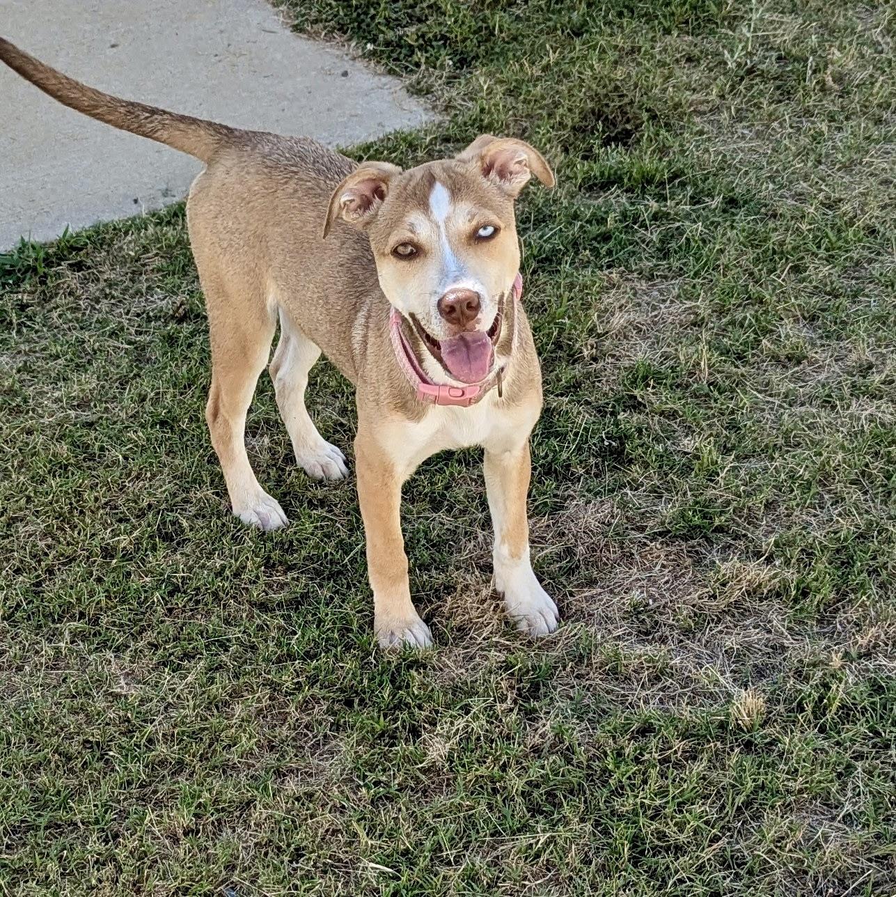 Monkey, a Adoptable mixed breed in Paramus, NJ image 5/6