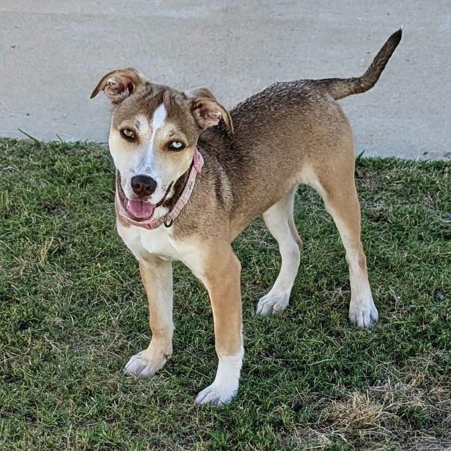 Monkey, Adoptable, Young Female Hound & Husky.