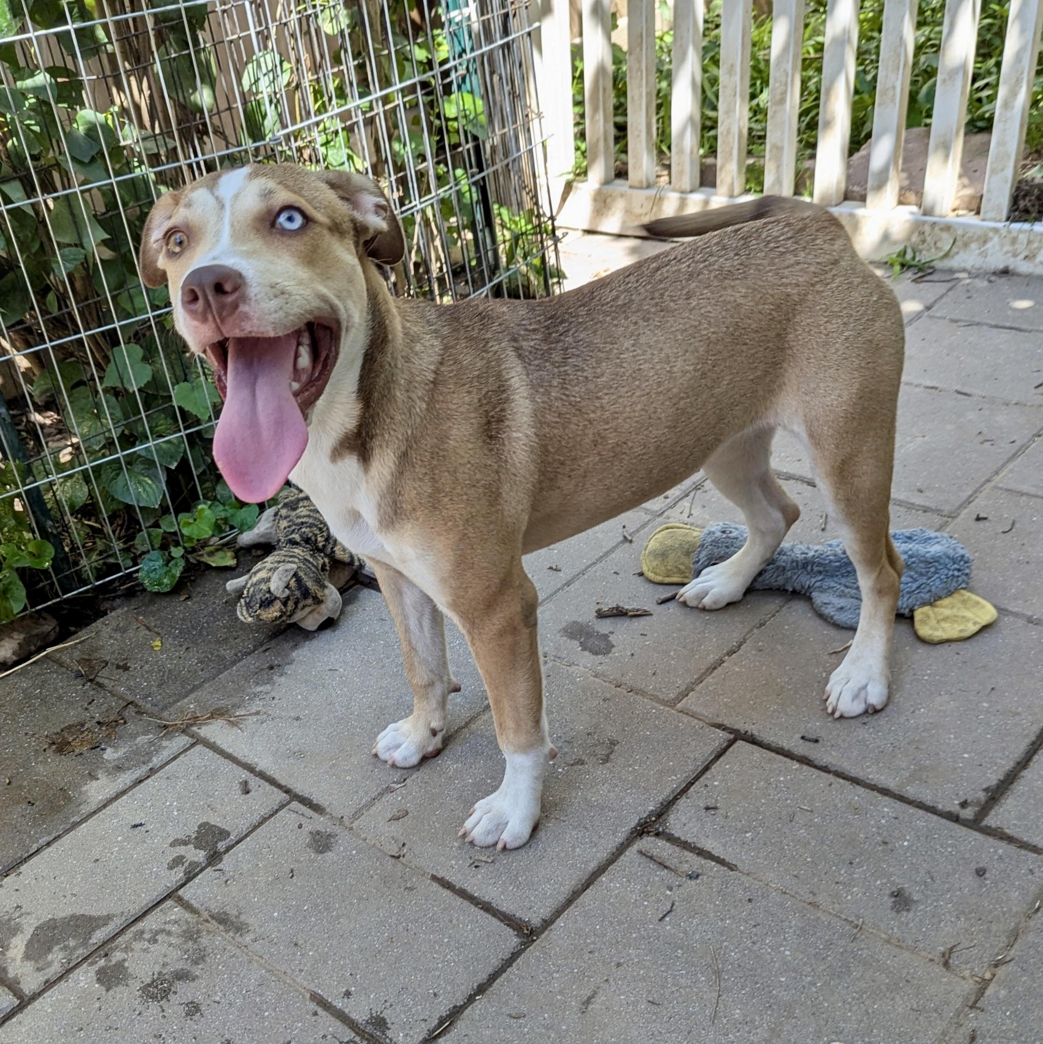 Monkey, a Adoptable mixed breed in Paramus, NJ image 6/6