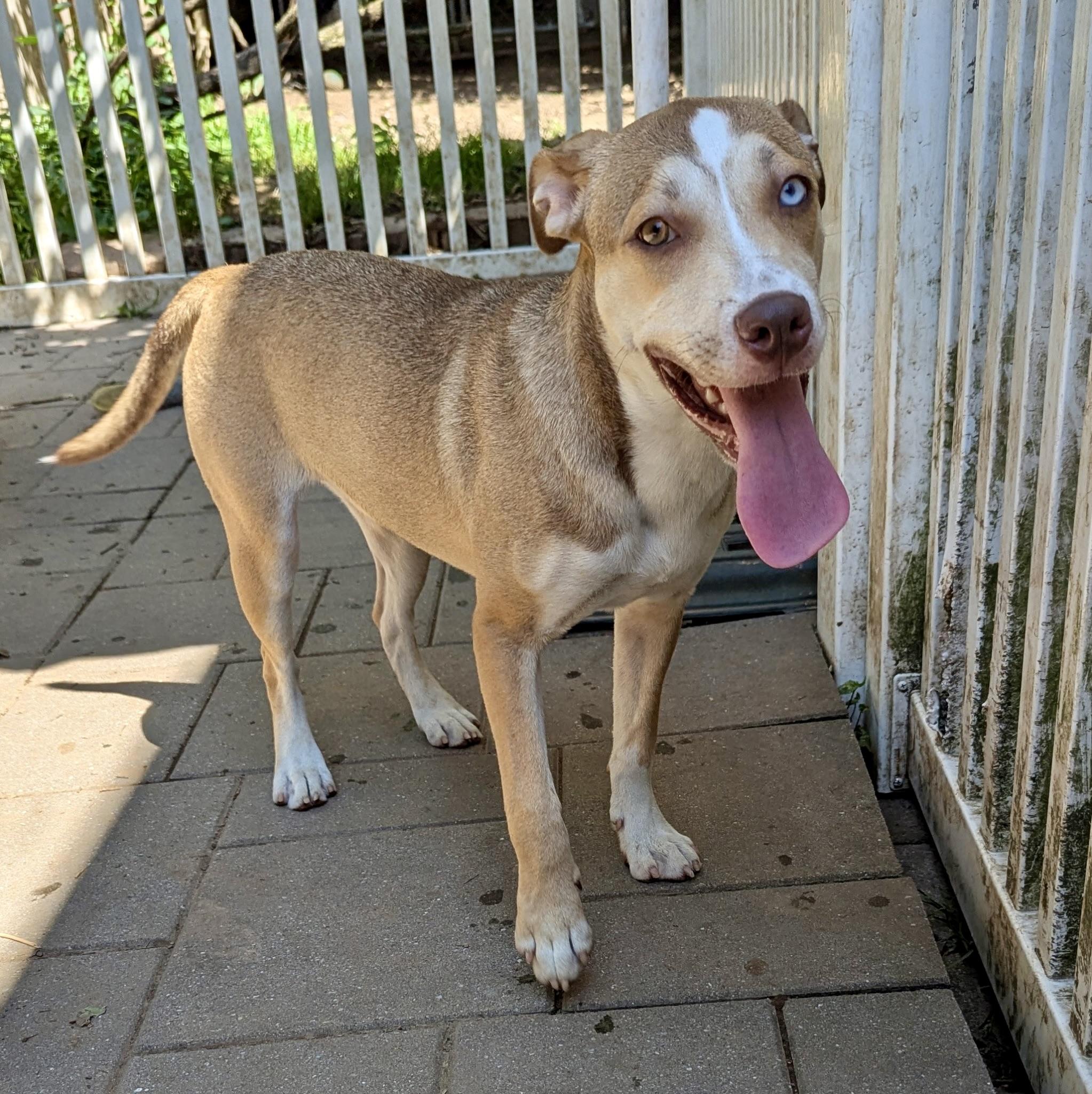 Monkey, a Adoptable mixed breed in Paramus, NJ image 5/6