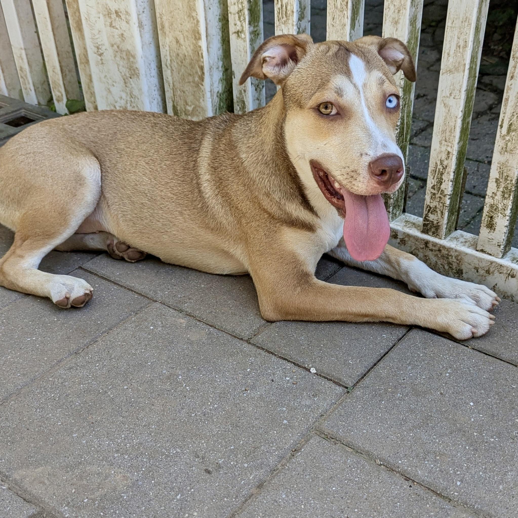 Monkey, a Adoptable mixed breed in Paramus, NJ image 2/6