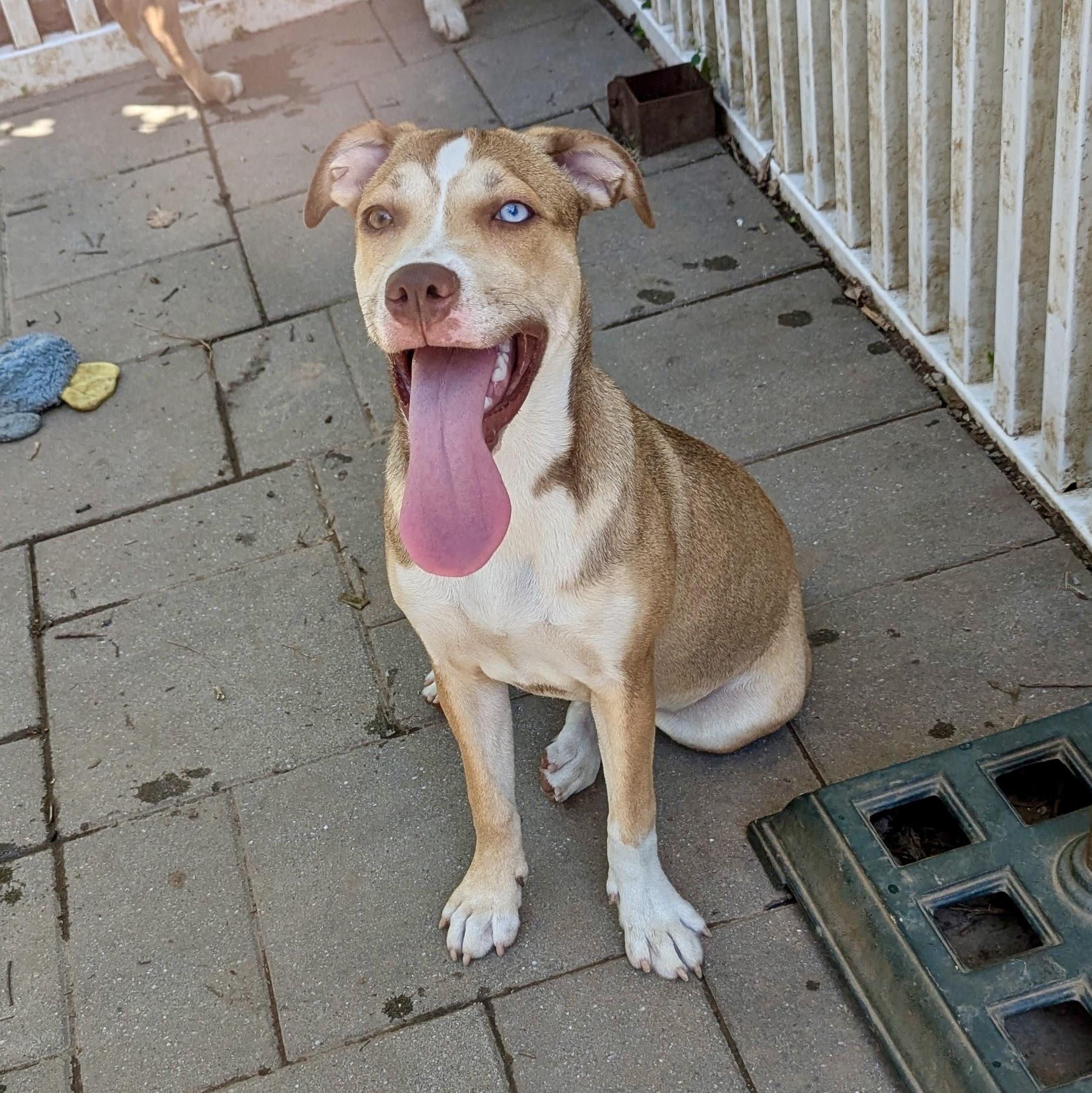 Monkey, a Adoptable mixed breed in Paramus, NJ image 3/6