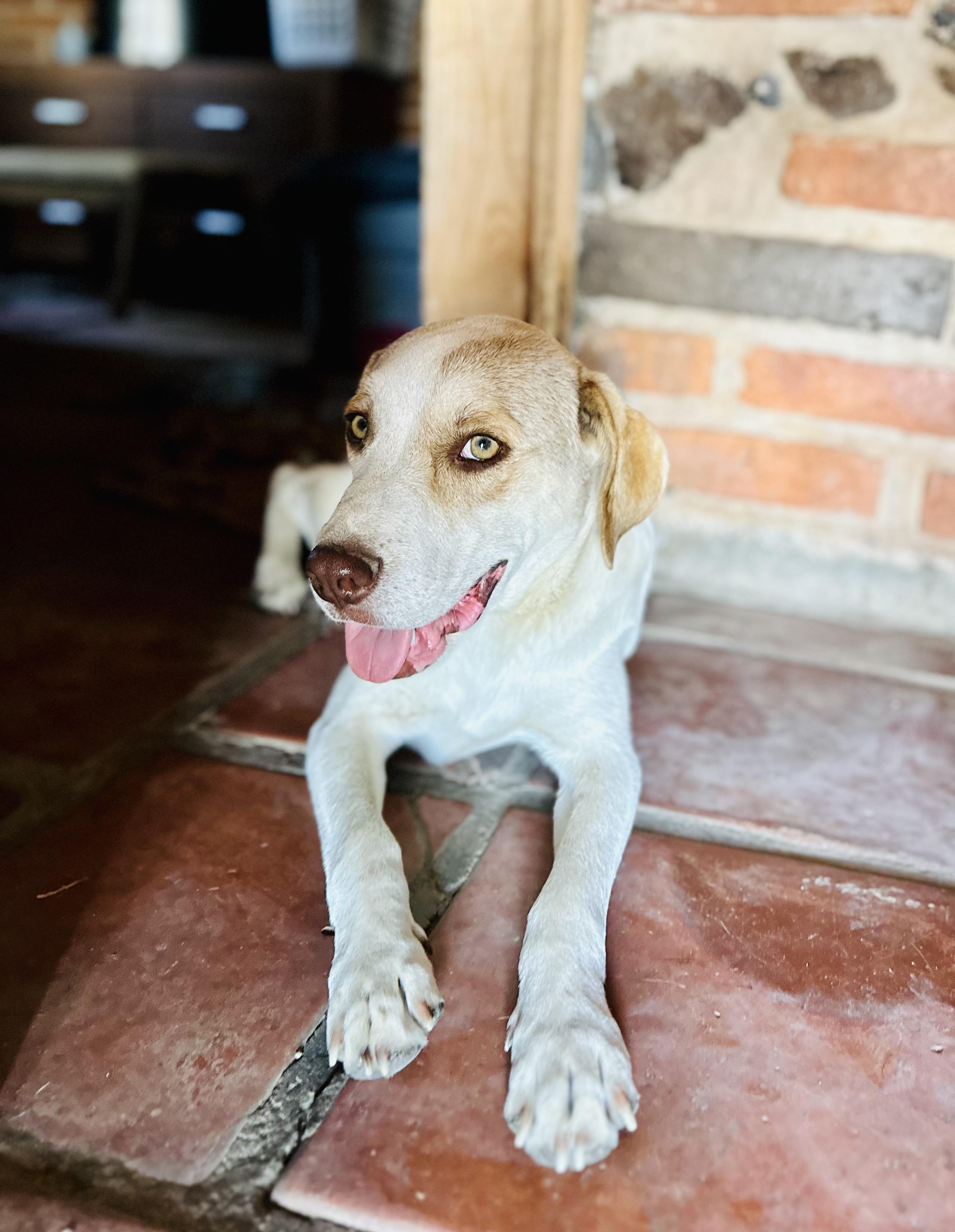 Enlarge Simone, a Adoptable Mixed Breed in Encino, CA image 1/6
