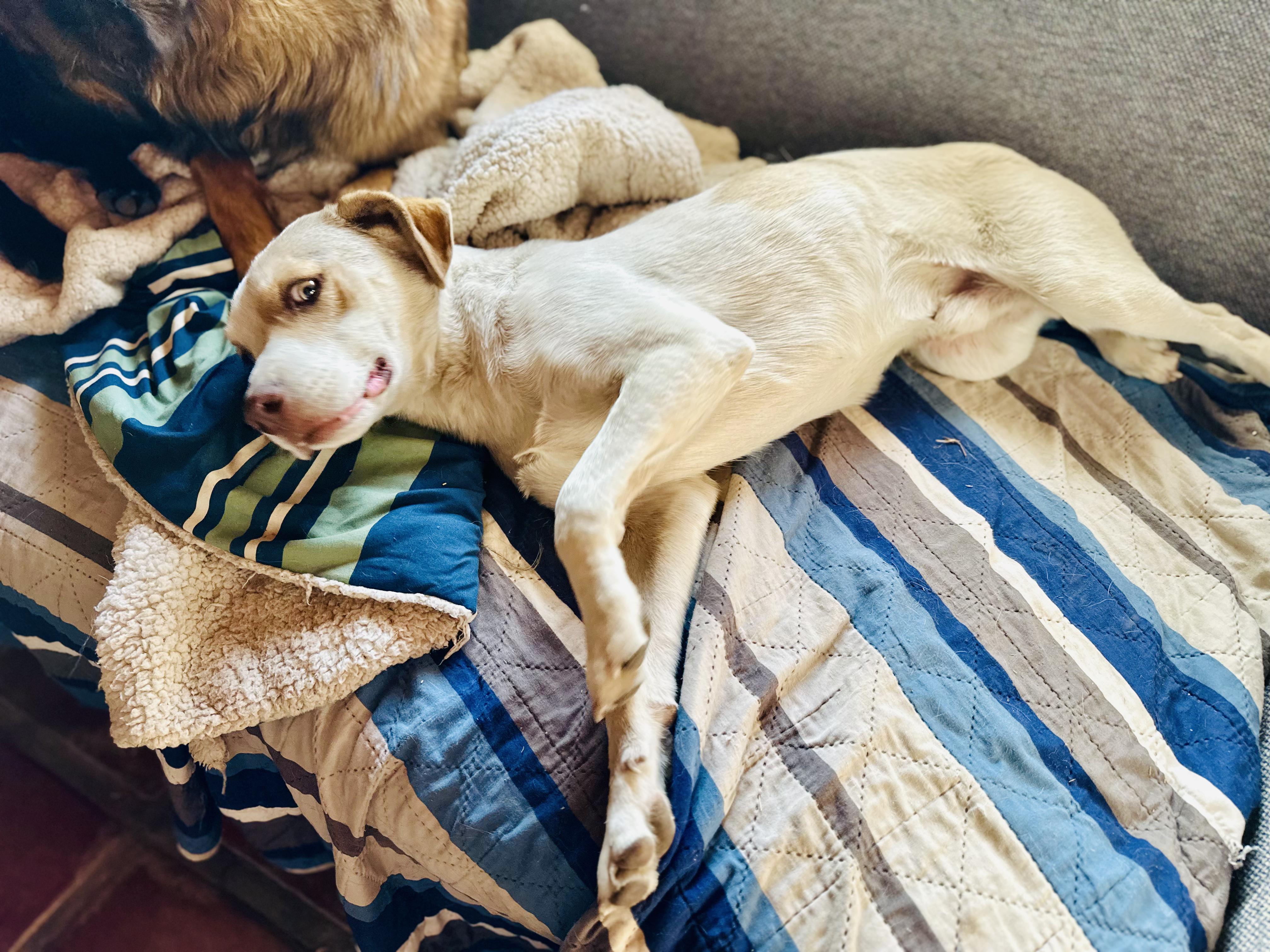 Enlarge Simone, a Adoptable Mixed Breed in Encino, CA image 2/6