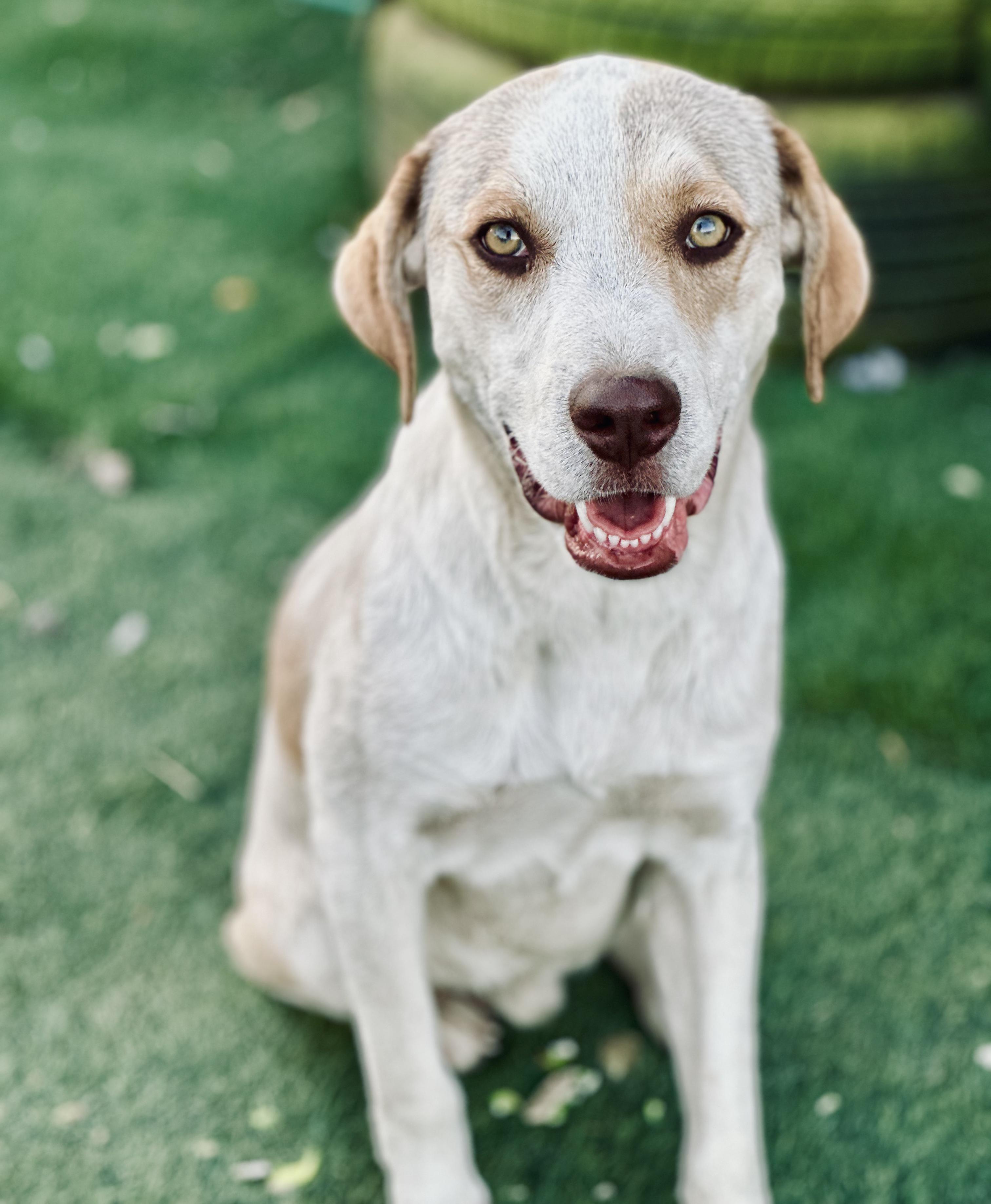 Enlarge Simone, a Adoptable Mixed Breed in Encino, CA image 3/6
