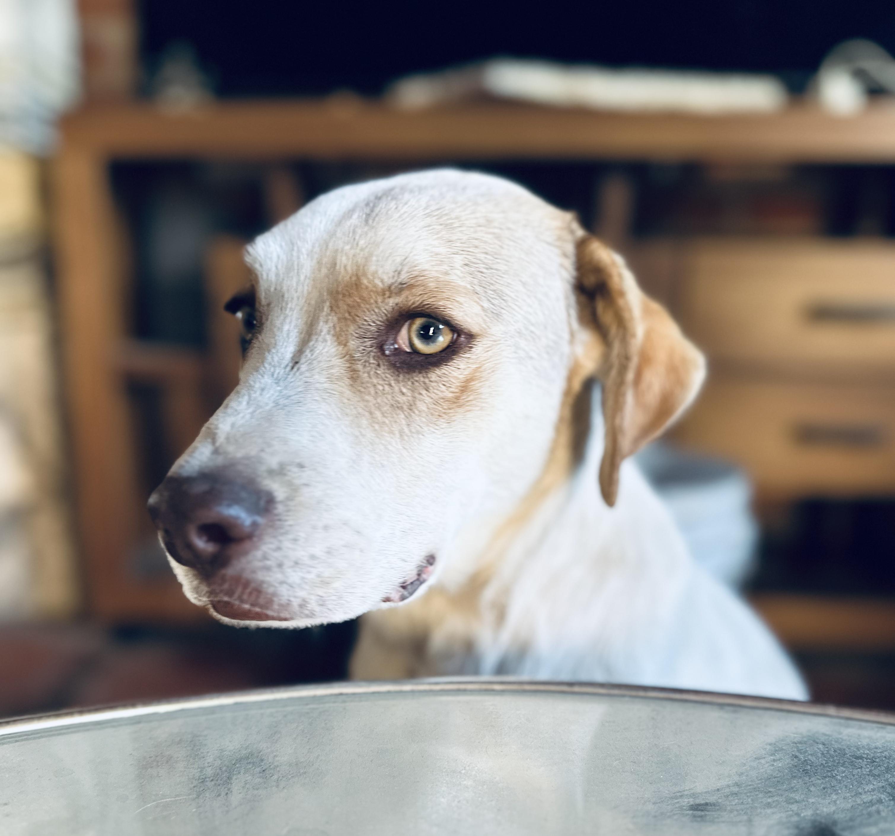 Enlarge Simone, a Adoptable Mixed Breed in Encino, CA image 4/6
