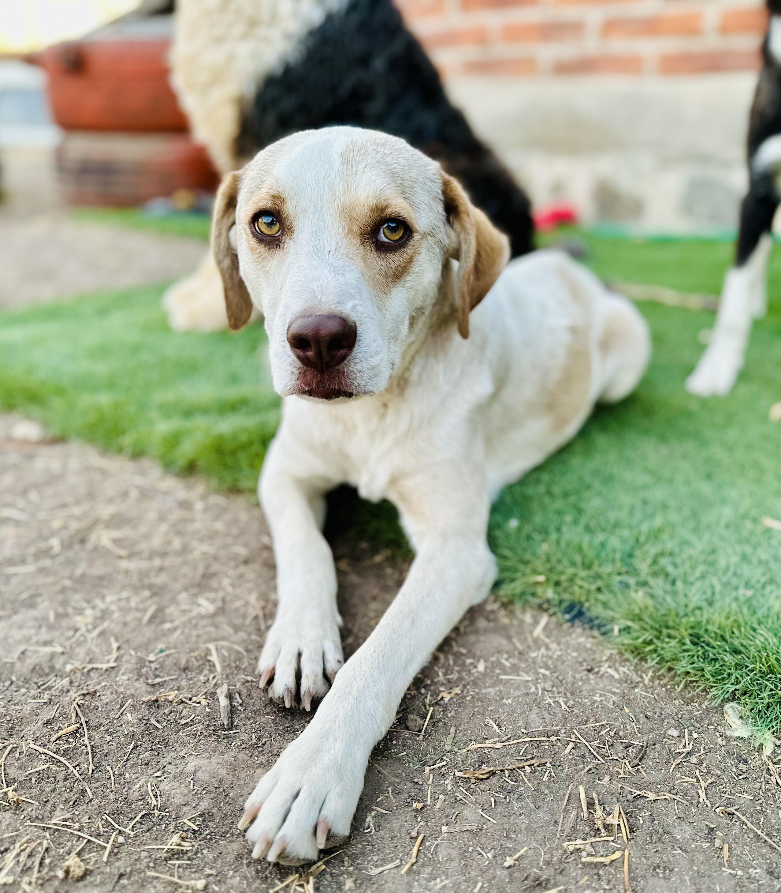 Enlarge Simone, a Adoptable Mixed Breed in Encino, CA image 5/6