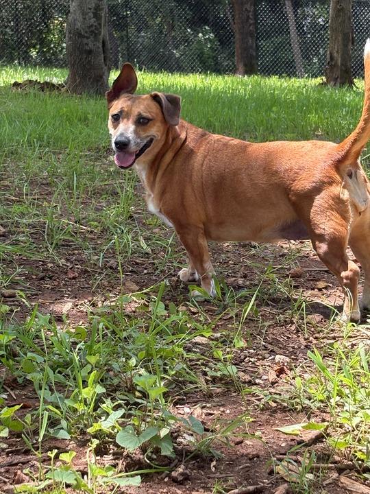 TRIXIE, Adoptable, Senior Female Corgi & Mixed Breed.