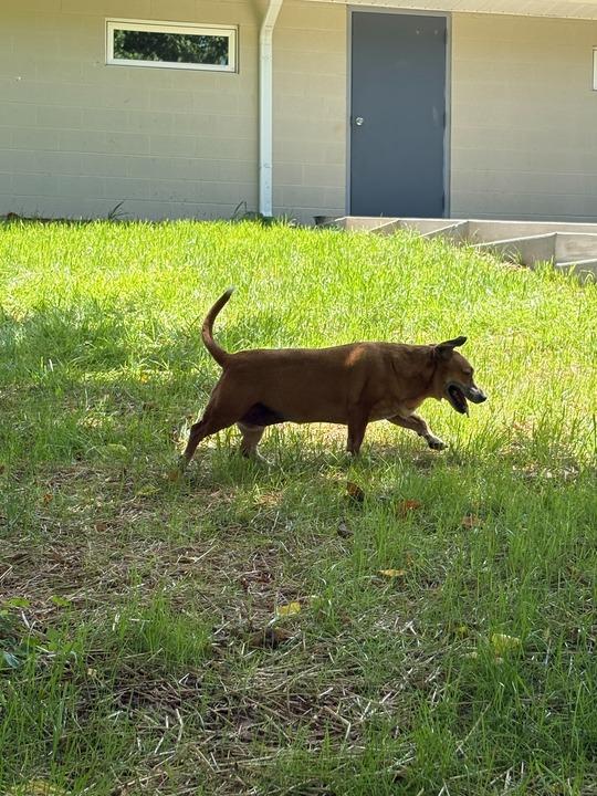 TRIXIE, a Adoptable mixed breed in Athens, AL image 2/5