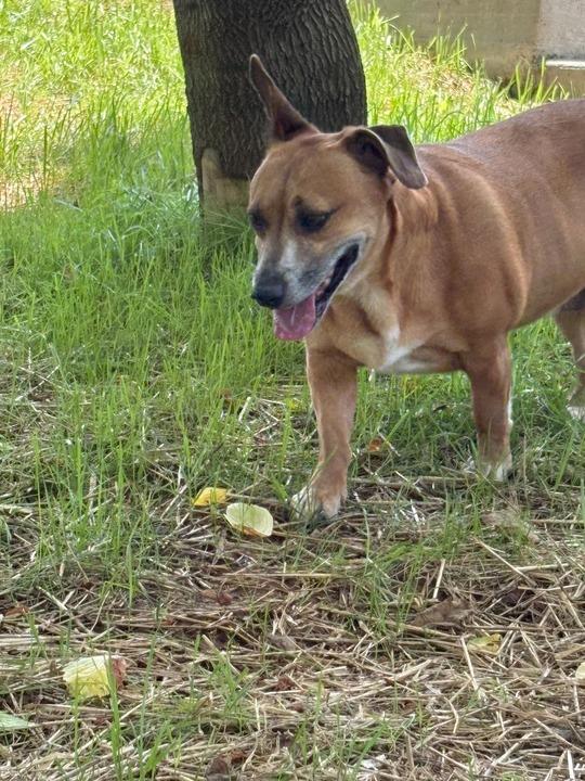TRIXIE, a Adoptable mixed breed in Athens, AL image 3/5
