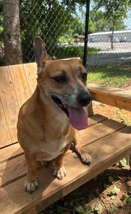 TRIXIE, a Adoptable mixed breed in Athens, AL image 4/5
