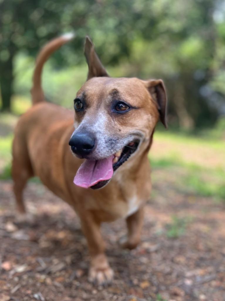 Enlarge TRIXIE, a Adoptable mixed breed in Athens, AL image 5/6