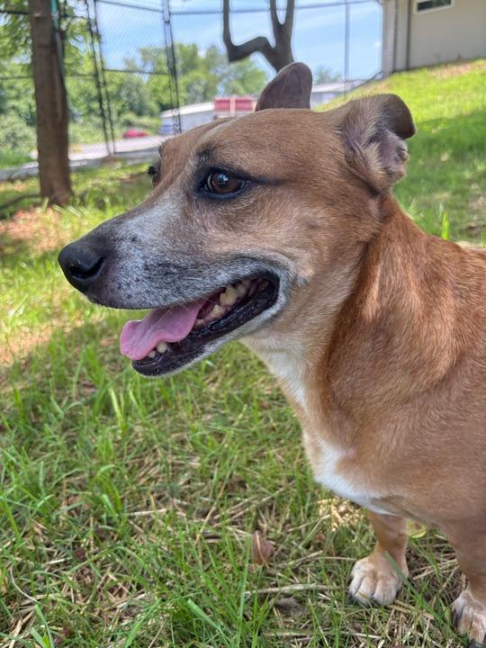TRIXIE, a Adoptable mixed breed in Athens, AL image 5/5