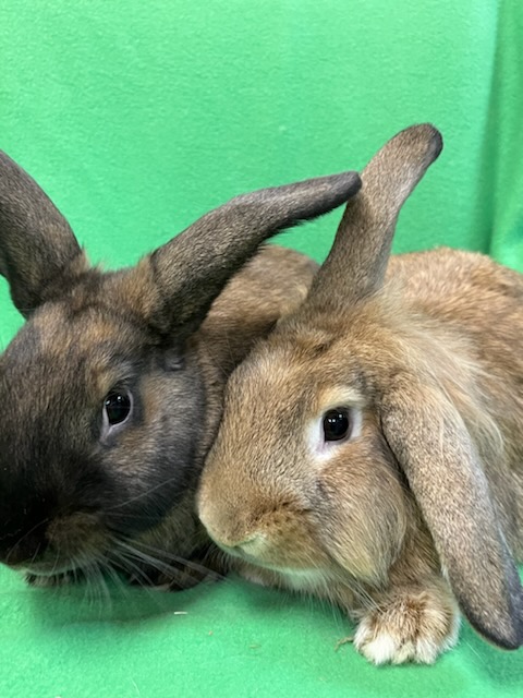 Beta & Gamma, Adoptable, Adult Male Lionhead.