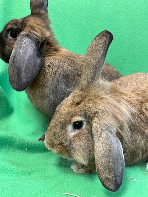 Enlarge Beta & Gamma, a Adoptable mixed breed in Haltom City, TX image 3/3