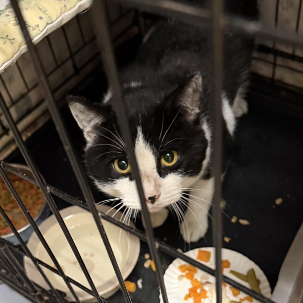 Moo, Adoptable, Adult Male Domestic Short Hair.