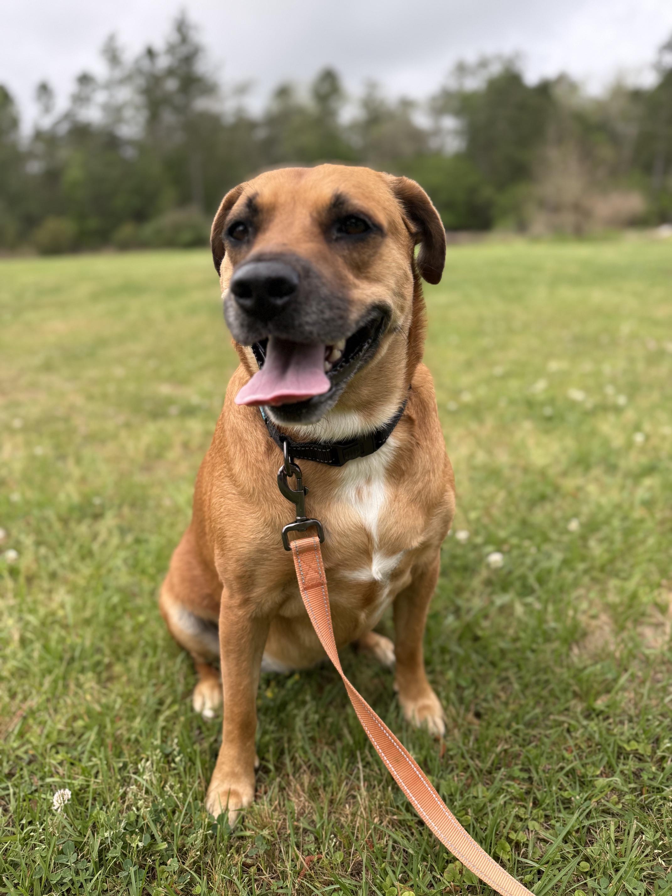 Enlarge Smiling Lila, a Adopted mixed breed in Brewster, NY image 2/6
