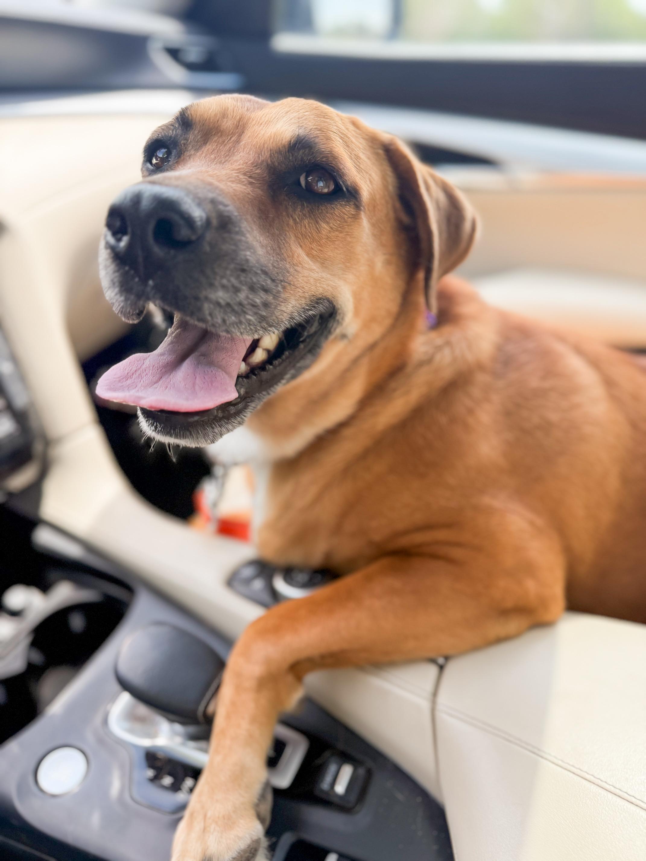 Enlarge Smiling Lila, a Adopted mixed breed in Brewster, NY image 4/6